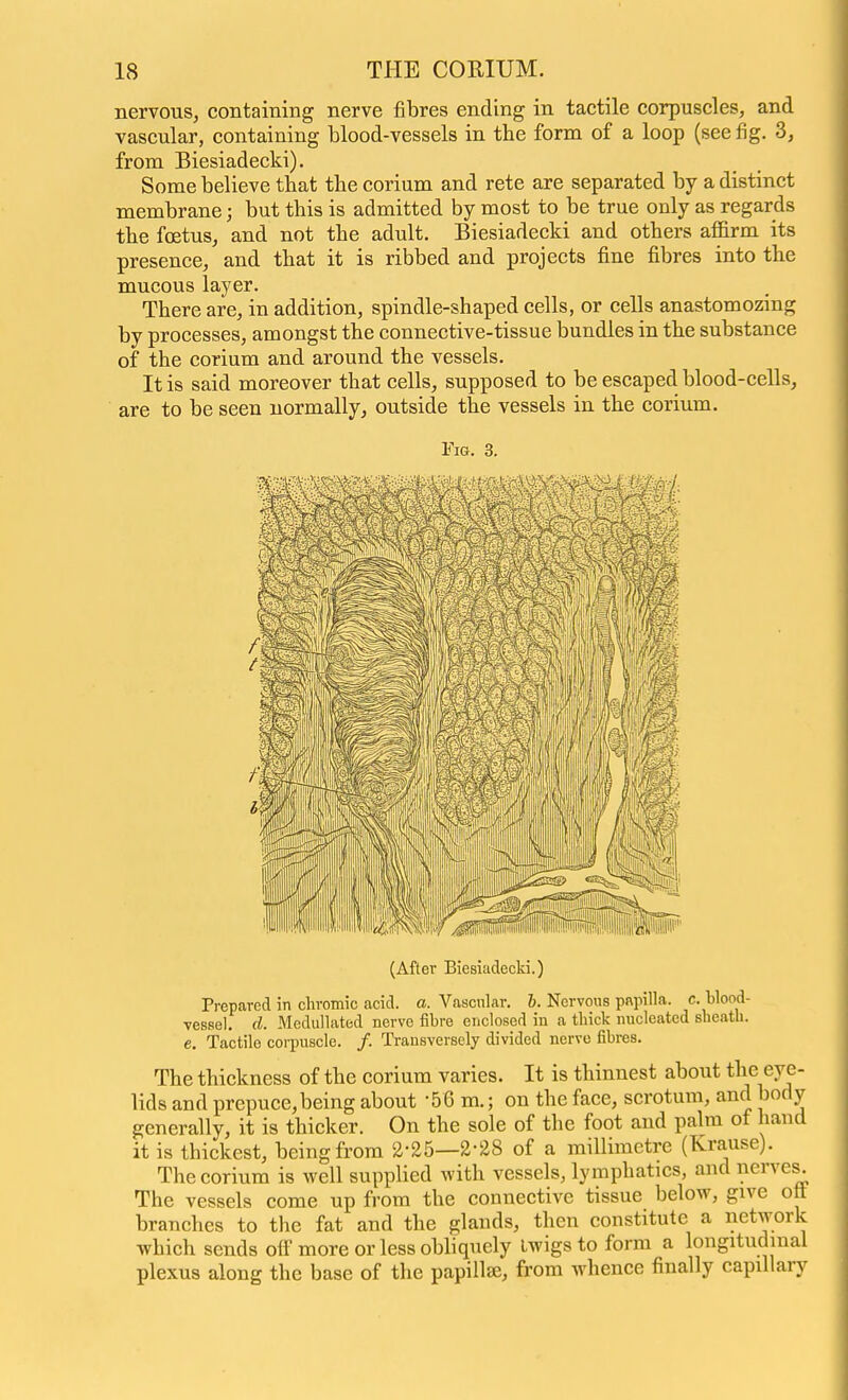 nervous, containing nerve fibres ending in tactile corpuscles, and vascular, containing blood-vessels in the form of a loop (see fig. 3, from Biesiadecki). Some believe that the corium and rete are separated by a distinct membrane; but this is admitted by most to be true only as regards the foetus, and not the adult. Biesiadecki and others affirm its presence, and that it is ribbed and projects fine fibres into the mucous layer. There are, in addition, spindle-shaped cells, or cells anastomozing by processes, amongst the connective-tissue bundles in the substance of the corium and around the vessels. It is said moreover that cells, supposed to be escaped blood-cells, are to be seen normally, outside the vessels in the corium. Fig. 3. (After Biesiadecki.) Prepared in chromic acid. a. Vascular, h. Nervous papilla, c. Wood- Tessel. d. Medullated nerve fibre enclosed in a thick nucleated sheath, e. Tactile corpuscle. /. Transversely divided nerve fibres. The thickness of the corium varies. It is thinnest about the eye- lids and prepuce,being about -56 m.; on the face, scrotum, and body generally, it is thicker. On the sole of the foot and palm of hand it is thickest, being from 2-25—2-28 of a millimetre (Krause). The corium is well supplied with vessels, lymphatics, and nerves. The vessels come up from the connective tissue below, give oft branches to the fat and the glands, then constitute a network which sends off more or less obliquely twigs to form a longitudinal plexus along the base of the papillae, from whence finally capillary