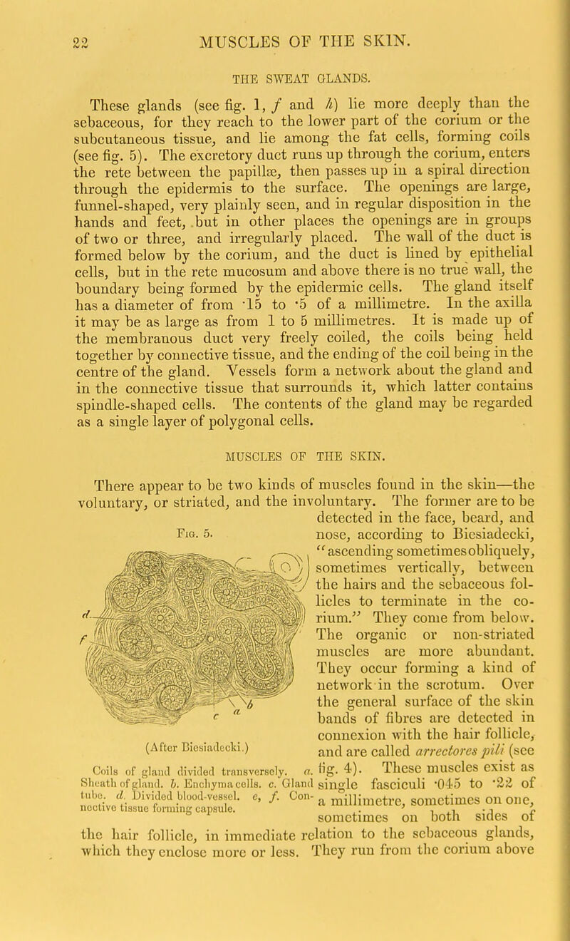 THE SWEAT GLANDS. These glands (see fig. 1, / and h) lie more deeply than the sebaceous, for they reach to the lower part of the corium or the subcutaneous tissue, and lie among the fat cells, forming coils (see fig. 5). The excretory duct runs up through the corium, enters the rete between the papillae, then passes up in a spiral direction through the epidermis to the surface. The openings are large, funnel-shaped, very plainly seen, and in regular disposition in the hands and feet, but in other places the openings are in groups of two or three, and irregularly placed. The wall of the duct is formed below by the corium, and the duct is lined by epithelial cells, but in the rete mucosum and above there is no true wall, the boundary being formed by the epidermic cells. The gland itself has a diameter of from -15 to '5 of a millimetre. In the axilla it may be as large as from 1 to 5 millimetres. It is made up of the membranous duct very freely coiled, the coils being held together by connective tissue, and the ending of the coil being in the centre of the gland. Vessels form a network about the gland and in the connective tissue that surrounds it, which latter contains spindle-shaped cells. The contents of the gland may be regarded as a single layer of polygonal cells. MUSCLES OF THE SKIN. Fig. 5. There appear to be two kinds of muscles found in the skin—the voluntary, or striated, and the involuntary. The former are to be detected in the face, beard, and nose, according to Biesiadecki, ascending sometimes obliquely, sometimes verticallv, between the hairs and the sebaceous fol- licles to terminate in the co- rium. They come from below. The organic or non-striated muscles are more abundant. They occur forming a kind of network in the scrotum. Over the general surface of the skin bands of fibres are detected in connexion with the hair follicle, and are called arrectores pili (see iig. 4). These muscles exist as (After Biesiadecki.) Coils of glaml divitled transversely. a Sheath of gland. Encliyma colls. c.Gland single faSCiculi 045 tO '22 of tube. d. Divided blood-vessel ncctive tissue forming capsule. a millimetre, sometimes on one, sometimes on both sides of the hair follicle, in immediate relation to the sebaceous glands, which they enclose more or less. They run from the corium above