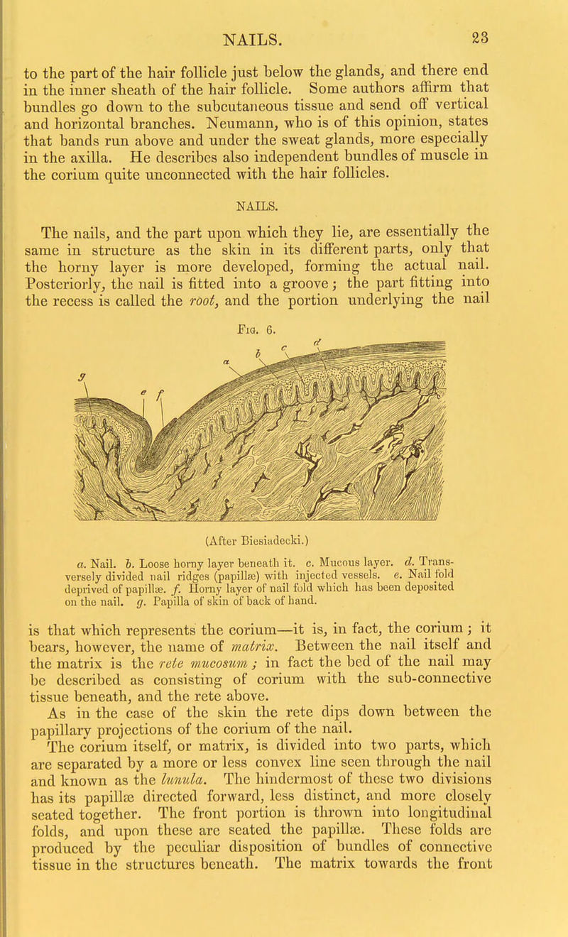 to the part of the hair follicle just below the glands, and there end in the inner sheath of the hair follicle. Some authors affirm that bundles go down to the subcutaneous tissue and send off vertical and horizontal branches. Neumann, who is of this opinion, states that bands run above and under the sweat glands, more especially in the axilla. He describes also independent bundles of muscle in the corium quite unconnected with the hair follicles. NAILS. The nails, and the part upon which they lie, are essentially the same in structure as the skin in its different parts, only that the horny layer is more developed, forming the actual nail. Posteriorly, the nail is fitted into a groove; the part fitting into the recess is called the root, and the portion underlying the nail Fig. 6. (After Biesiadecki.) a. Nail. h. Loose liorny layer beneath it. c. Mucous layer, d. Trans- versely divided nail ridges (papillaj) with injected vessels, e. Nail fold deprived of papillue. /. Homy layer of nail fold which has been deposited on the nail. g. Papilla of skin of back of hand. is that which represents the corium—it is, in fact, the corium ; it bears, however, the name of matrix. Between the nail itself and the matrix is the rete mucosum ; in fact the bed of the nail may be described as consisting of corium with the sub-connective tissue beneath, and the rete above. As in the case of the skin the rete dips down between the papillary projections of the corium of the nail. The corium itself, or matrix, is divided into two parts, which are separated by a more or less convex line seen through the nail and known as the lunula. The hindermost of these two divisions has its papillffi directed forward, less distinct, and more closely seated together. The front portion is thrown into longitudinal folds, and upon these are seated the papillae. These folds are produced by the peculiar disposition of bundles of connective tissue in the structures beneath. The matrix towards the front