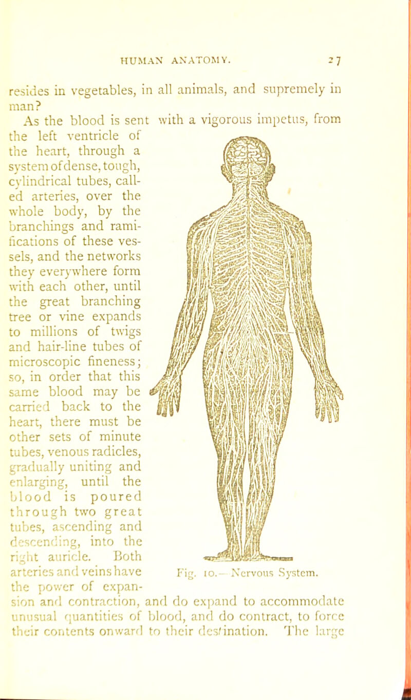 resides in vegetables, in all animals, and supremely in man? As the blood is sent with a vigorous impetus, from the left ventricle of the heart, through a system of dense, tough, cylindrical tubes, call- ed arteries, over the whole body, by the branchings and rami- fications of these ves- sels, and the networks they everywhere form with each other, until the great branching tree or vine expands to millions of twigs and hair-line tubes of microscopic fineness; so, in order that this same blood may be carried back to the heart, there must be other sets of minute tubes, venous radicles, gradually uniting and enlarging, until the blood is poured through two great tubes, ascending and descending, into the right auricle. Both arteries and veins have the power of expan- sion and contraction, and do expand to accommodate unusual quantities of blood, and do contract, to force their contents onward to their destination. The large Nervous System.