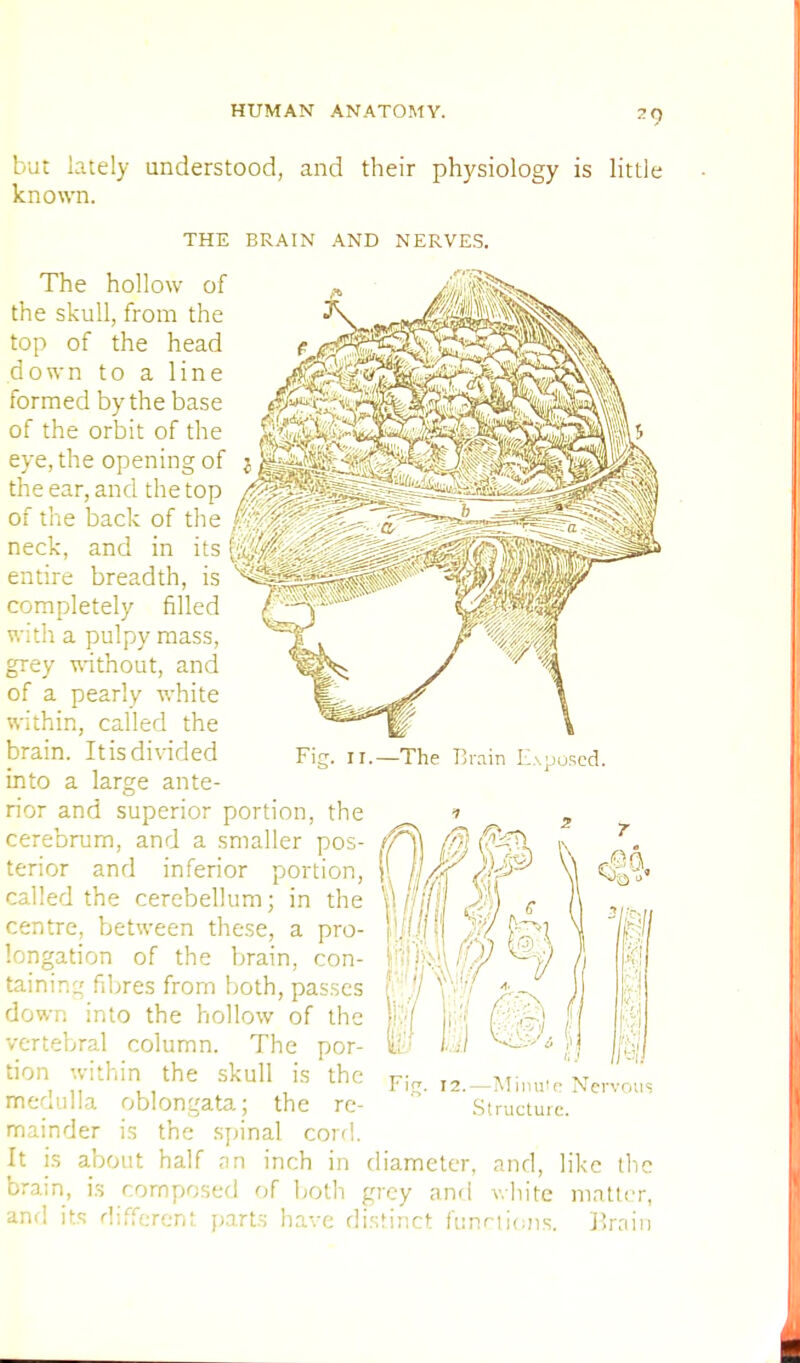 but lately understood, and their physiology is little known. THE BRAIN AND NERVES. The hollow of the skull, from the top of the head down to a line j$jSsr^$ formed by the base #£$5!X of the orbit of the gfjlp eye, the opening of j the ear, and the top of the back of the neck, and in its entire breadth, is completely filled with a pulpy mass, grey without, and of a pearly white within, called the brain. It is divided into a large ante- rior and superior portion, the cerebrum, and a smaller pos- terior and inferior portion, called the cerebellum; in the centre, between these, a pro- longation of the brain, con- taining fibres from both, passes down into the hollow of the vertebral column. The por- tion within the skull is the medulla oblongata; the re- mainder is the spinal core!. It is about half an inch in diameter, and, like the brain, is composed of both grey and white matter, and its different parts have distinct functions. Brain 11.—The Brain E.s 1/ Fie. 12.—Minute Nervous Structure.
