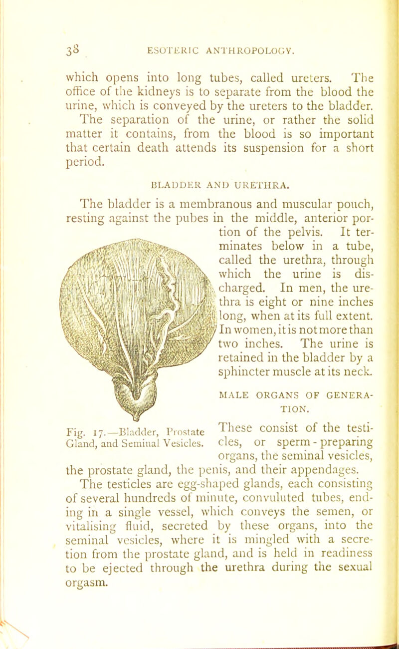 which opens into long tubes, called ureters. The office of the kidneys is to separate from the blood the urine, which is conveyed by the ureters to the bladder. The separation of the urine, or rather the solid matter it contains, from the blood is so important that certain death attends its suspension for a short period. The bladder is a membranous and muscular pouch, resting against the pubes in the middle, anterior por- tion of the pelvis. It ter- ^ff^^MMiiPPtci* minates below in a tube, Fig. 17. —Bladder, Prostate These consist of the tesli Gland, and Seminal Vesicles, cles, or sperm - preparing the prostate gland, the penis, and their appendages. The testicles are egg-shaped glands, each consisting of several hundreds of minute, convuluted tubes, end- ing in a single vessel, which conveys the semen, or vitalising fluid, secreted by these organs, into the seminal vesicles, where it is mingled with a secre- tion from the prostate gland, and is held in readiness to be ejected through the urethra during the sexual orgasm. BLADDER AND URETHRA. called the urethra, through which the urine is dis- charged. In men, the ure- thra is eight or nine inches long, when at its full extent. In women, it is not more than two inches. The urine is retained in the bladder by a sphincter muscle at its necL MALE ORGANS OF GENERA- TION. organs, the seminal vesicles,
