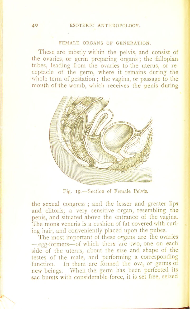 FEMALE ORGANS OF GENERATION. These are mostly within the pelvis, and consist of the ovaries, or germ preparing organs ; the fallopian tubes, leading from the ovaries to the uterus, or re- ceptacle of the germ, where it remains during the whole term of gestation ; the vagina, or passage to the mouth of the womb, which receives the penis during Fig. 19.—Section of Female Pelvis. the sexual congress ; and the lesser and greater lips and clitoris, a very sensitive organ, resembling the penis, and situated above the entrance of the vagina. The mons veneris is a cushion of fat covered with curl- ing hair, and conveniently placed upon the pubes. The most important of these organs are the ovaries — egg-formers—of which therfe are two, one on each side of the uterus, about the size and shape of the testes of the male, and performing a corresponding function. In them are formed the ova, or germs of new beings. When the germ has been perfected its sac bursts with considerable force, it is set free, seized