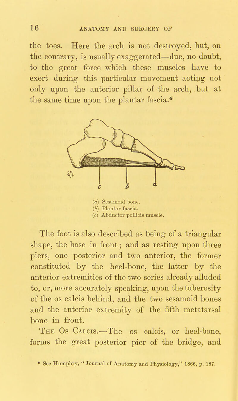 the toes. Here the arch is not destroyed, but, on the contrary, is usually exaggerated—due, no doubt, to the great force which these muscles have to exert during this particular movement acting not only upon the anterior pillar of the arch, but at the same time upon the plantar fascia.* (a) Sesamoid bone. (b) Plantar fascia. (c) Abductor pollicis muscle. The foot is also described as being of a triangular shape, the base in front; and as resting upon three piers, one posterior and two anterior, the former constituted by the heel-bone, the latter by the anterior extremities of the two series already alluded to, or, more accurately speaking, upon the tuberosity of the OS calcis behind, and tlie two sesamoid bones and the anterior extremity of the fifth metatarsal bone in front. The Os Calcis.—The os calcis, or heel-bone, forms the great posterior pier of the bridge, and * See Humphry, Journal of Anatomy and Physiology, 1866, p. 187.