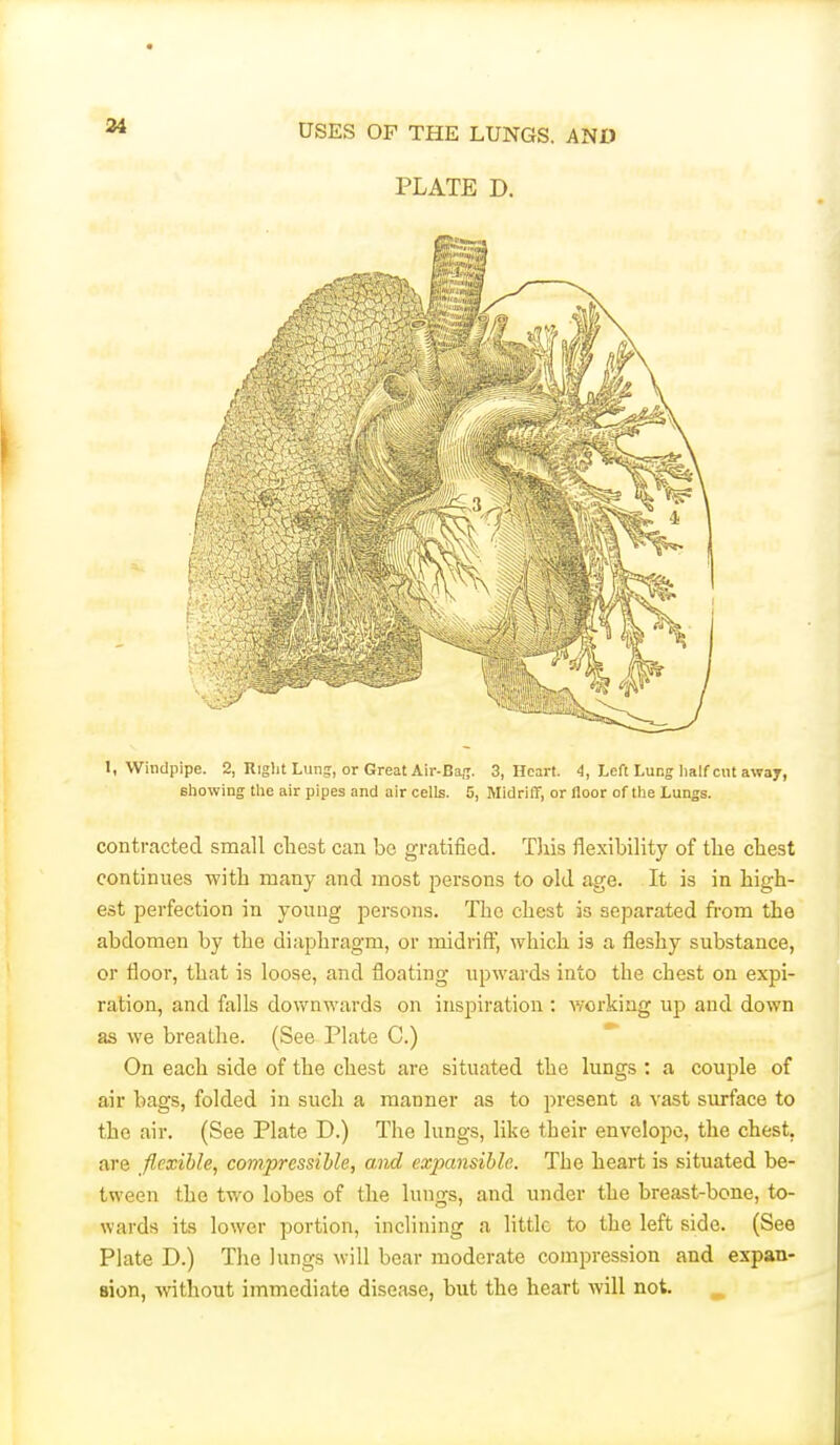 PLATE D. I, Windpipe. 2, Right Lun;, or Great Air-Ba;i. 3, Heart. 4, Left Lung lialfciit away, Bliowing the air pipes and air cells. 5, Midriff, or floor of the Lungs. conti-cacted small chest can be gratified. TJiis flexibility of the chest continues with many and most j^ersons to old age. It is in high- est perfection in young persons. The chest is separated from the abdomen by the diaphragm, or midriff, which is a fleshy substance, or floor, that is loose, and floating upwards into the chest on expi- ration, and falls downwards on inspiration ; v/orking up and down as we breathe. (See Plate C.) On each side of the chest are situated the lungs : a couple of air bags, folded in such a manner as to present a vast surface to the air. (See Plate D.) The lungs, like their envelope, the chest, are flexible, compressible, and expansible. The heart is situated be- tween the two lobes of the lungs, and under the breast-bone, to- wards its lower portion, inclining a little to the left side. (See Plate D.) The lungs will bear moderate compression and expan- sion, without immediate disease, but the heart Avill not. ^