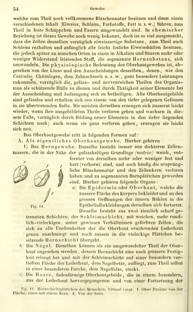 welche zum Theil noch vollkommene Bläschennatur besitzen und dann einen verschiedenen Inhalt (Eiweiss, Schleim, Farbstoffe, Fett u.s.w.) führen, zum Theil in feste Schüppchen und Fasern umgewandelt sind. In chemischer Beziehung ist dieses Gewebe noch wenig bekannt, doch ist so viel ausgemacht, dass die Zellen desselben vorzüglich eiweissartige Substanz, zum Theil auch Schleim enthalten und anfänglich alle leicht lösliche Eiweisshüllen besitzen, die jedoch später an manchen Orten in einen in Alkalien und Säuren mehr oder weniger Widerstand leistenden Stoff, die sogenannte Hornsubstanz, sich umwandeln. Die physiologische Bedeutung des Oberhaulgewebes ist, ab- gesehen von der Linse und den Ausscheidungen desselben, denen , wie den Cuticulae, Chitinlagen, dem Zahnschmelz u.s.w., ganz besondere Leistungen zukommen, vorzüglich die, gefäss- und nervenreichen Theilen des Organis- mus als schützende Hülle zu dienen und durch Thätigkeit seiner Elemente bei der Ausscheidung und Aufsaugung sich zu betheiligen. Alle Oberhautgebilde sind gefässlos und erhalten sich aus einem von den tiefer gelegenen Gefässen in sie übertretenden Safte. Die meisten derselben erzeugen sich äusserst leicht wieder, wenn ihre ausgebildeten Theile verloren gehen und wachsen in die- sem Falle, vorzüglich durch Bildung neuer Elemente in den tiefer liegenden Schichten nach ; auch wenn sie ganz verloren gehen, erzeugen sie leicht sich neu. Das Oberhautgewebe tritt in folgenden Formen auf: A. Als eigentliches Oberhautgewebe. Hierhergehören 1) Das Horngewebe. Dasselbe besteht immer aus dichteren Zellen- massen, die in der Nähe der gefässhaltigen Grundlage (matrix) weich, ent- fernter von derselben mehr oder weniger fest und hart (verhornt) sind, und auch häufig die ursprüng- liche Bläschennatur und den Zellenkern verloren haben und zu sogenannten Hornplältchen geworden sind. Hierher gehören folgende Organe : d) Die Epidermi s oder Oberhaut, welche die äussere Fläche des Körpers bekleidet und an den grossen Oeffnungen der innern Höhlen in die Epithelialbekleidungen derselben sich fortsetzt. Dieselbe besteht aus zwei ziemlich scharf ge- trennten Schichten, der Schleimschicht, mit weichen, mehr rund- lich-vieleckigen, unter gewissen Verhältnissen gefärbten Zellen, die sich an alle Unebenheiten der die Oberhaut ernährenden Lederhaut genau anschmiegt und nach aussen in die vieleckige Plättchen be- sitzende Horn Schicht übergeht. h) Die Nägel. Dieselben können als ein umgewandelter Theil der Ober- haut angesehen werden , dessen Hornschicht eine noch grössere Festig- keit erlangt hat und mit der Schleimschicht auf einer besondern ver- tieften Fläche der Lederhaut, dem Nagelbette, aufliegt, zum Theil selbst in einer besonderen Furche, dem Nagelfalze, steckt, c) Die Haare, fadenförmige Oberhautgebilde, die in einem besondern, aus der Lederhaut hervorgegangenen und von einer Fortsetzung der Fig. 11. Hornschichtplättchen des Menschen, 330mal vergr. 1. Ohne Zusätze von der Fläche, eines mit einem Kern. 2. Von der Seite.