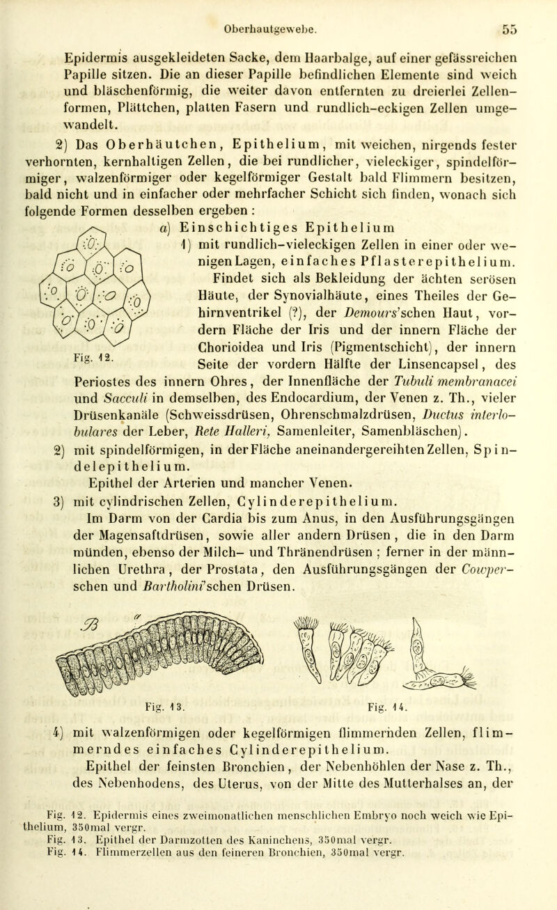 Epidermis ausgekleideten Sacke, dem Haarbalge, auf einer gefässreichen Papille sitzen. Die an dieser Papille befindlichen Elemente sind weich und bläschenförmig, die weiter davon entfernten zu dreierlei Zellen- formen, Plättchen, platten Fasern und rundlich-eckigen Zellen umge- wandelt. 2) Das Oberhäutchen, Epithelium, mit weichen, nirgends fester verhornten, kernhaltigen Zellen, die bei rundlicher, vieleckiger, spindelför- miger, walzenförmiger oder kegelförmiger Gestalt bald Flimmern besitzen, bald nicht und in einfacher oder mehrfacher Schicht sich finden, wonach sich folgende Formen desselben ergeben : a) Einschichtiges Epithelium 1) mit rundlich-vieleckigen Zellen in einer oder we- nigen Lagen, einfaches Pflaster epithelium. Findet sich als Bekleidung der ächten serösen Häute, der Synovialhäute, eines Theiles der Ge- hirnventrikel (?), der Demou7^s'sehen Haut, vor- dem Fläche der Iris und der innern Fläche der Chorioidea und Iris (Pigmentschicht), der innern Seite der vordem Hälfte der Linsencapsel, des Periostes des innern Ohres, der Innenfläche der Tuhidi memhranacei und Sacculi'm demselben, des Endocardium, der Venen z. Th., vieler Drüsenkanäle (Schweissdrüsen, Ohrenschmalzdrüsen, Ductus interlo- bulares der Leber, Rete Halleri, Samenleiter, Samenbläschen). 2) mit spindelförmigen, in der Fläche aneinandergereihten Zellen, Spin- delepithelium. Epithel der Arterien und mancher Venen. 3) mit cylindrischen Zellen, Cylinderepithelium. Im Darm von der Cardia bis zum Anus, in den Ausführungsgängen der Magensaftdrüsen, sowie aller andern Drüsen , die in den Darm münden, ebenso der Milch- und Thränendrüsen ; ferner in der männ- lichen Urethra, der Prostata, den Ausführungsgängen der Cowper- schen und Bartholitii'sehen Drüsen. Fis. 4 2. Fig. 13. Fig. U. mit walzenförmigen oder kegelförmigen flimmernden Zellen, flim- merndes einfaches Cylinderepithelium. Epithel der feinsten Bronchien, der Nebenhöhlen der Nase z. Th., des Nebenhodens, des Uterus, von der Mitte des Mutterhalses an, der Fig. -12. Epidermis eines zweimonatlichen menschlichen Embryo noch weich wie Epi- thelium, 350mal vergr. Fig. 4 3. Epithel der Darmzotten des Kaninchens, 350mal vergr. Fig. 14. Flimmerzellen aus den feineren Bronchien, 350mal vergr.