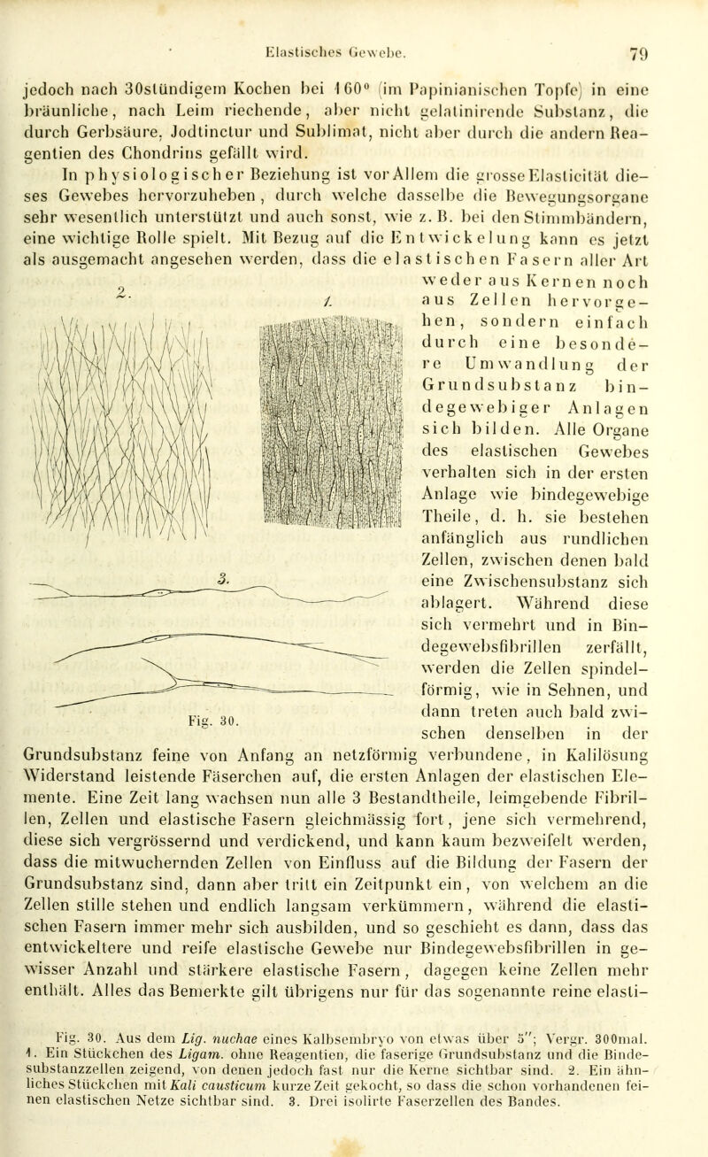 jedoch nach 30sliindigcin Kochen hei ICO*^ (im Piipinianischen Topfe) in eine l)räunliche, nach Leim riechende, aber nicht gehilinirende Sul)slanz, die durch Gerbsäure. Jodtinclur und Sublimat, nicht al)er (hirch die andern Rea- gentien des Chondriris gefällt wird. In physiologischer Beziehung ist voi-Allem die grosseKlaslicität die- ses Gewebes hervorzuheben , durch welche dasselbe die Bewegungsorgane sehr wesentlich unterstützt und auch sonst, wie z.B. bei den Slimml)ändern, eine wichtige Rolle spielt. Mit Bezug auf die En t Wickelung kann es jetzt als ausgemacht angesehen werden, dass die elastischen Fasern aller Art weder a us K ern en noch aus Zellen hervorge- hen, sondern einfach i durch eine besonde- re Umwandlung der GrundSubstanz bin- de g e w e 1) i g e r Anlagen j sich bilden. Alle Organe j des elastischen Gewebes ; verhalten sich in der ersten Anlage wie bindegewebige c Theile, d. h. sie bestehen anfänglich aus rundlichen Zellen, zwischen denen bald eine Zwischensubstanz sich ablagert. Während diese sich vermehrt und in Bin- degewel)sf]brillen zerfällt, werden die Zellen spindel- förmig, wie in Sehnen, und dann treten auch bald zwi- schen denselben in der Grundsubstanz feine von Anfang an netzförmig verbundene, in Kalilösung Widerstand leistende Fäserchen auf, die ersten Anlagen der elastischen Ele- mente. Eine Zeit lang wachsen nun alle 3 Beslandlheile, leimgebende Fibril- len, Zellen und elastische Fasern gleichmässig fort, jene sich vermehrend, diese sich vergrössernd und verdickend, und kann kaum bezweifelt werden, dass die mitwuchernden Zellen von Einfluss auf die Bildung der Fasern der Grundsubstanz sind, dann aber tritt ein Zeitpunkt ein, von welchem an die Zellen stille stehen und endlich langsam verkümmern, während die elasti- schen Fasern immer mehr sich ausbilden, und so geschieht es dann, dass das entwickeltere und reife elastische Gewebe nur Bindegewebsfibrillen in ge- wisser Anzahl und stärkere elastische Fasern, dagegen keine Zellen mehr enthält. Alles das Bemerkte gilt übrigens nur für das sogenannte reine elasti- Fig. 30. Aus dem Lig. nuchae eines Kalbsemljryo von etwas über 5; Vergr. 300mal. i. Ein Stückchen des Ligam. ohne Reagentien, die faserige Grundsubstanz und die Binde- substanzzeilen zeigend, von denen jedoch fast nur die Kerne sichtbar sind. 2. Ein ähn- liches Stüclcclien mit Kali causticum kurze Zeit gekocht, so dass die schon vorhandenen fei- nen elastischen Netze sichtbar sind. 3. Drei isolirte Faserzellen des Bandes. 9 Fig. 30.