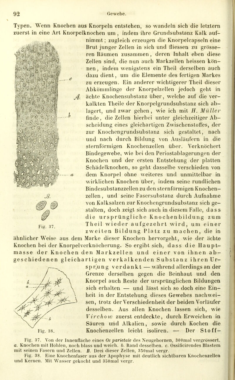 ij Typen. Wenn Knochen aus Knorpeln entstehen, so wandeln sich die letztem zuerst in eine Art Knorpelknochen um , indem ihre Grundsubstanz Kalk auf- nimmt ; zugleich erzeugen die Knorpelcapseln eine Brut junger Zellen in sich und fliessen zu grösse- ren Räumen zusammen, deren Inhalt eben diese Zellen sind, die nun auch Markzellen heissen kön- nen, indem wenigstens ein Theil derselben auch dazu dient, um die Elemente des fertigen Markes zu erzeugen. Ein anderer wichtigerer Theil dieser Abkömmlinge der Knorpelzellen jedoch geht in ächte Knochensubstanz über, welche auf die ver- kalkten Theile der Knorpelgrundsubstanz sich ab- lagert, und zwar gehen, wie ich mit E. Müller finde, die Zellen hierbei unter gleichzeitiger Ab- scheidung eines gleichartigen Zwischenstoffes, der zur Knochengrundsubstanz sich gestaltet, nach und nach durch Bildung von Ausläufern in die sternförmigen Knochenzellen über. Verknöchert Bindegewebe, wie bei den Periostablagerungen der Knochen und der ersten Entstehung der platten Schädelknochen, so geht dasselbe verschieden von C' dem Knorpel ohne weiteres und unmittelbar in wirklichen Knochen über, indem seine rundlichen Bindesubstanzzellen zu den sternförmigen Knochen- zellen, und seine Fasersubstanz durch Aufnahme von Kalksalzen zur Knochengrundsubstanz sich ge- stalten, doch zeigt sich auch in diesem Falle, dass die ursprüngliche Knochen bildung zum 3^ Theil wieder aufgezehrt wird, um einer zweiten Bildung Platz zu machen, die in ähnlicher Weise aus dem Marke dieser Knochen hervorgeht, wie der ächte Knochen bei der Knorpelverknöcherung. So ergibt sich, dass die Haupt- masse der Knochen den Markzellen und einer von ihnen ab- geschiedenen gleichartigen v e rk a Ik en den S ubs ta n z ihrenUr- ,—spr'ung verdankt — während allerdings an der / Grenze derselben gegen die Beinhaut und den l /Jr^^:^ \ Knorpel auch Reste der ursprünglichen Bildungen '//(^ \ gj(,]^ erhalten — und lässt sich so doch eine Ein- /^/^^^Tj,' \ ^^^^ ^^^ Entstehung dieses Gewebes nachwei- ~ sen, trotz der Verschiedenheit der beiden Vorläufer ^'^'^^Ca:^^ y^^^^ desselben. Aus allen Knochen lassen sich, wie ^\^-^k/^_^^ Virchow zuerst entdeckte, durch Erweichen in Säuren und Alkalien, sowie durch Kochen die Fig. 38. Knochenzellen leicht isoliren. — Der Stoff- Fig. 37. Von der Innenfläche eines Os parietale des Neugeborncn, 300mal vergrössert. a. Knoclien mit Höhlen, noch blass und weich, b. Rand desselben, c. Ossificirendes Blastem mit seinen Fasern und Zellen. B. Drei dieser Zellen, 350mal vergr. Fig. 38. Eine Knochenfaser aus der Apophyse mit deutlich sichtbaren Knochenzellen und Kernen. Mit Wasser gekocht und 350mal vergr. 9