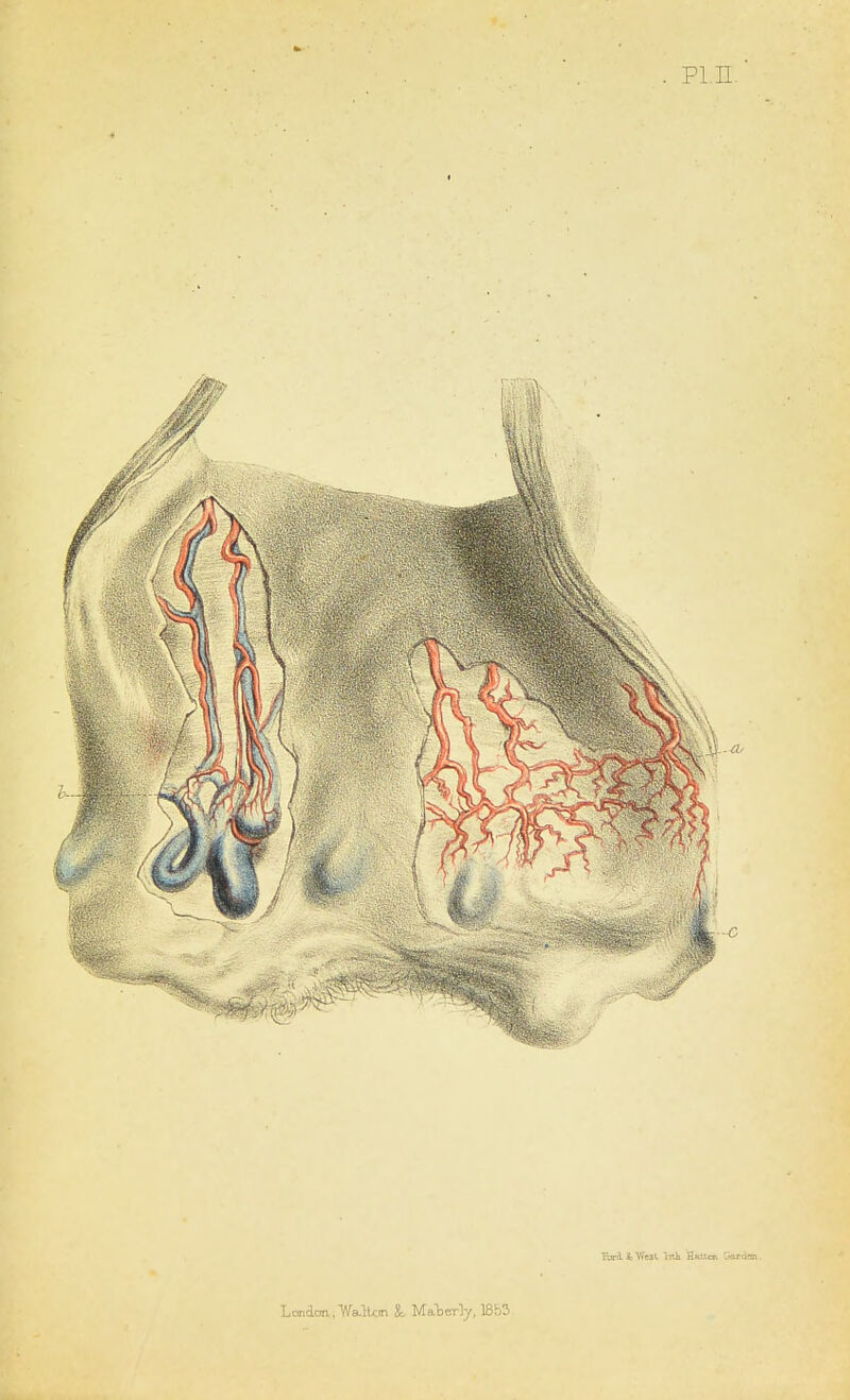 PI.11. Panl Jfe Vi'uL lrJi Haiton Gordon.