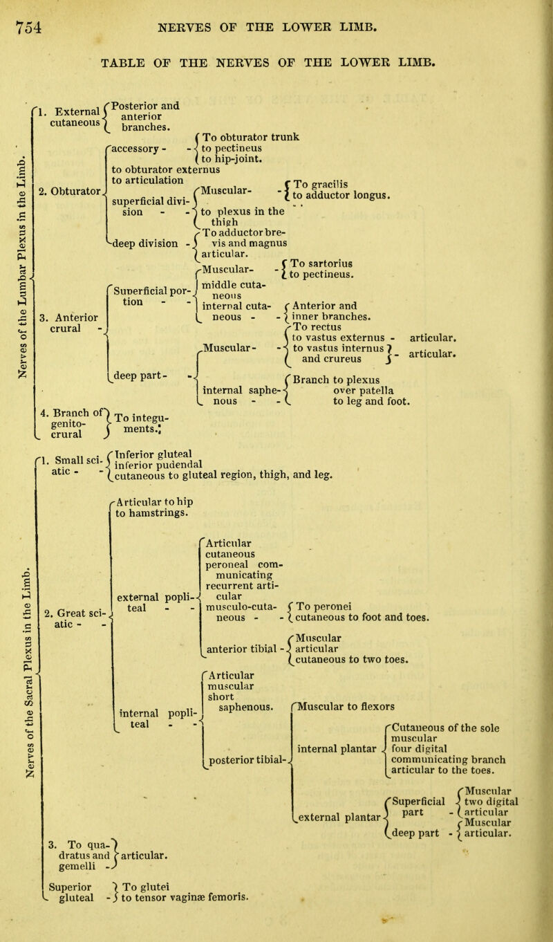 TABLE OF THE NERVES OF THE LOWER LIMB. 1. External^ cutaneous 'accessory - 2. Obturator« P (t Posterior and anterior branches. To obturator trunk to pectineus , to hip-joint, to obturator extern us to articulation /'Muscular- superficial divi-\ -) to plexus in the (_ thigh ^ To adductor bre- -3 visandmagnus / articular. ^ To gracilis to adductor longus. sion '-deep division Muscular- I. Anterior crural Superficial por- tion deep part - | middle cuta- < neons J internal enta- il neous - Muscular- C To sartorius  t to pectineus. r Anterior and . pinner branches. sTo rectus \ to vastus externus - ■-s to vastus internus ? / and crureus J articular, articular. L Srural ) mentS- , QrT>n,, c • (Inferior gluteal atte - -1 in(>ri0r Pu.deni?a! f Branch to plexus .internal saphe-s over patella L nous - (. to leg and foot. (^cutaneous to gluteal region, thigh, and leg. Articular to hip to hamstrings. !. Great sci-. atic - external popli- teal internal teal popli- 'Articular cutaneous peroneal com- municating recurrent arti- cular musculo-cuta- ( To peronei neous - - \ cutaneous to foot and toes. /'Muscular anterior tibial -3 articular (^cutaneous to two toes. Articular muscular short saphenous. postei 3. To qua-') dratusand Particular, gemelli -) Superior ) To glutei L gluteal -$ to tensor vaginae femoris. rior tibial- f Muscular to flexors (Cutaneous of the sole muscular four digital communicating branch articular to the toes. f Muscular /'Superficial ) two digital Uernalp.a„tar ^  J^ufar (deep part - |articular.