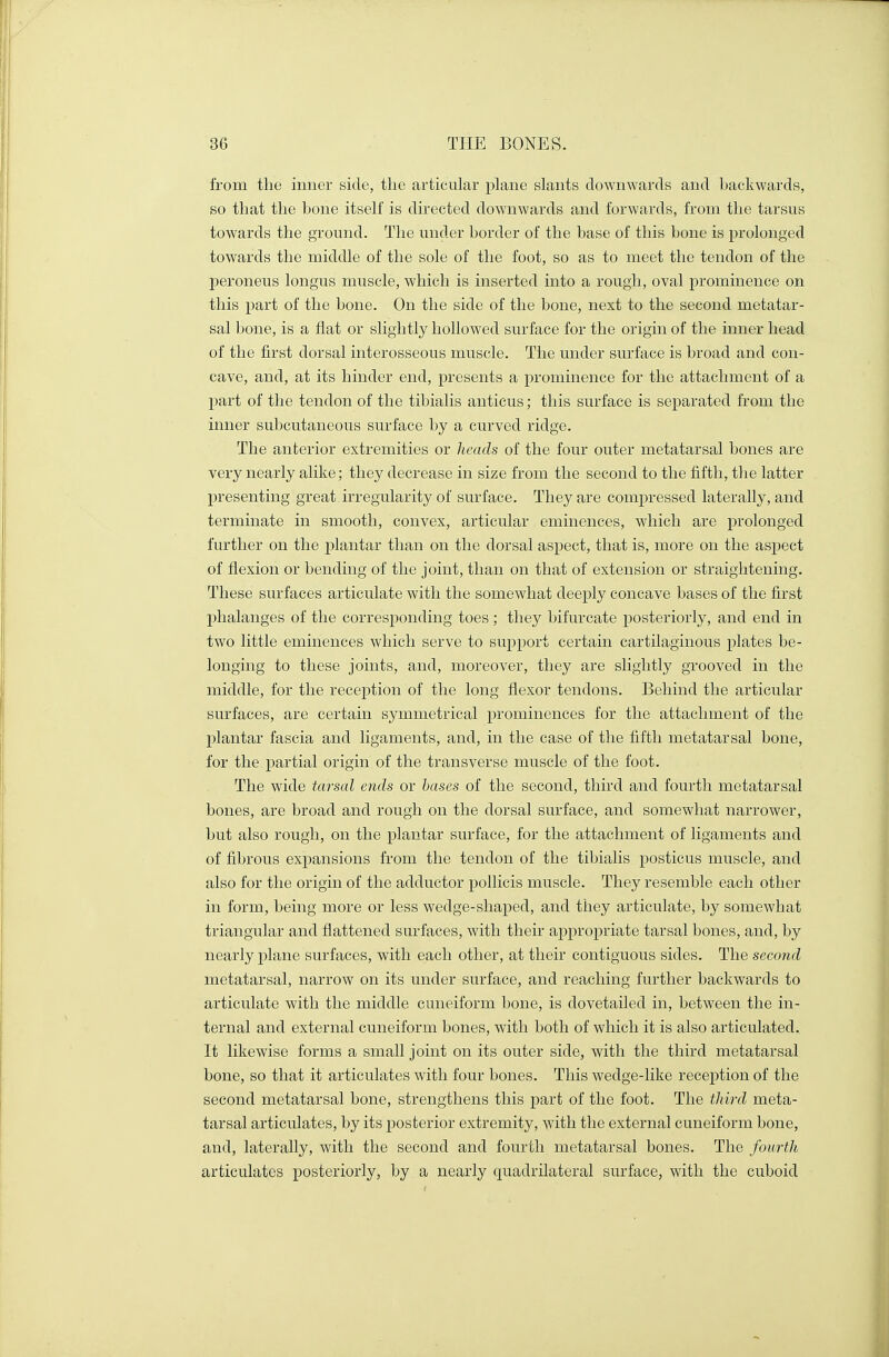 from the inner side, the articular plane slants downwards and hackwards, so that the bone itself is directed downwards and forwards, from the tarsus towards the ground. The under border of the base of this bone is prolonged towards the middle of the sole of the foot, so as to meet the tendon of the peroneus longus muscle, which is inserted into a rough, oval prominence on this part of the bone. On the side of the bone, next to the second metatar- sal bone, is a flat or slightly hollowed surface for the origin of the inner head of the first dorsal interosseous muscle. The under surface is broad and con- cave, and, at its hinder end, presents a prominence for the attachment of a part of the tendon of the tibialis anticus; this surface is separated from the inner subcutaneous surface by a curved ridge. The anterior extremities or heads of the four outer metatarsal bones are very nearly alike; they decrease in size from the second to the fifth, the latter presenting great irregularity of surface. They are compressed laterally, and terminate in smooth, convex, articular eminences, which are prolonged further on the plantar than on the dorsal aspect, that is, more on the aspect of flexion or bending of the joint, than on that of extension or straightening. These surfaces articulate with the somewhat deeply concave bases of the first phalanges of the corresponding toes ; they bifurcate posteriorly, and end in two little eminences which serve to support certain cartilaginous plates be- longing to these joints, and, moreover, they are slightly grooved in the middle, for the reception of the long flexor tendons. Behind the articular surfaces, are certain symmetrical prominences for the attachment of the plantar fascia and ligaments, and, in the case of the fifth metatarsal bone, for the partial origin of the transverse muscle of the foot. The wide tarsal ends or bases of the second, third and fourth metatarsal bones, are broad and rough on the dorsal surface, and somewhat narrower, but also rough, on the plantar surface, for the attachment of ligaments and of fibrous expansions from the tendon of the tibialis posticus muscle, and also for the origin of the adductor pollicis muscle. They resemble each other in form, being more or less wedge-shaped, and they articulate, by somewhat triangular and flattened surfaces, with their appropriate tarsal bones, and, by nearly plane surfaces, with each other, at their contiguous sides. The second metatarsal, narrow on its under surface, and reaching further backwards to articulate with the middle cuneiform bone, is dovetailed in, between the in- ternal and external cuneiform bones, with both of which it is also articulated. It likewise forms a small joint on its outer side, with the third metatarsal bone, so that it articulates with four bones. This wedge-like reception of the second metatarsal bone, strengthens this part of the foot. The third meta- tarsal articulates, by its posterior extremity, with the external cuneiform bone, and, laterally, with the second and fourth metatarsal bones. The fourth articulates posteriorly, by a nearly quadrilateral surface, with the cuboid