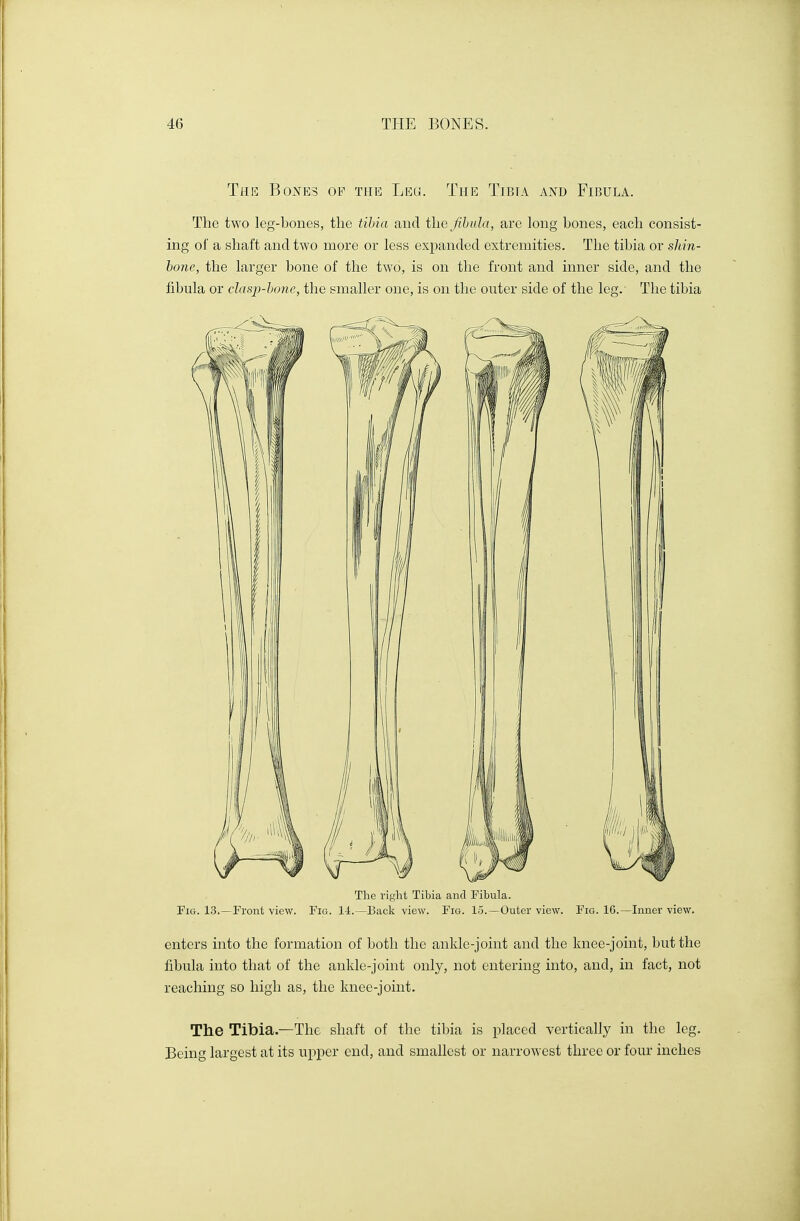 The Bones of the Leg. The Tibia and Fibula. The two leg-bones, the tibia and the fibula, are long bones, each consist- ing of a shaft and two more or less expanded extremities. The tibia or shin- bone, the larger bone of the two, is on the front and inner side, and the fibula or clasp-bone, the smaller one, is on the outer side of the leg. The tibia The right Tibia and Fibula. Fig. 13.—Front view. Fig. 14.—Back view. Fig. 15.—Outer view. Fig. 16.—Inner view. enters into the formation of both the ankle-joint and the knee-joint, but the fibula into that of the ankle-joint only, not entering into, and, in fact, not reaching so high as, the knee-joint. The Tibia.—The shaft of the tibia is placed vertically in the leg. Being largest at its upper end, and smallest or narrowest three or four inches