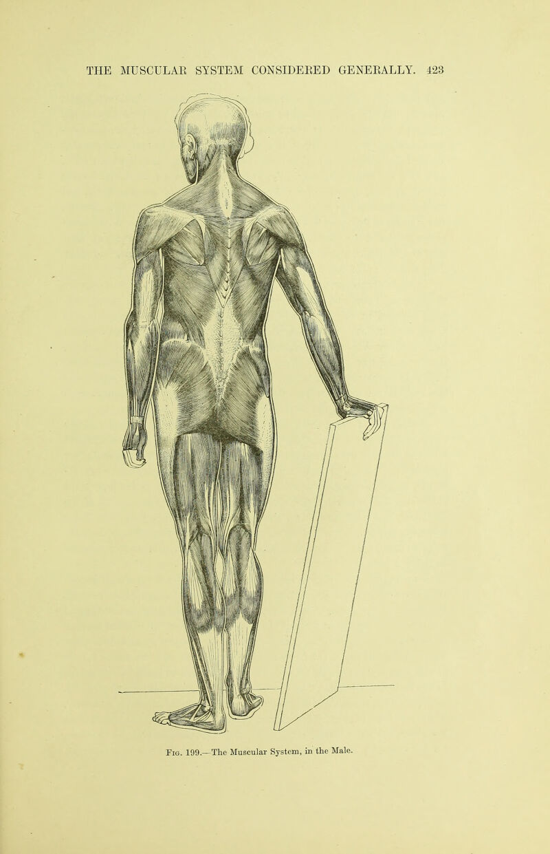 Fig. 199.—The Muscular System, in the Male.