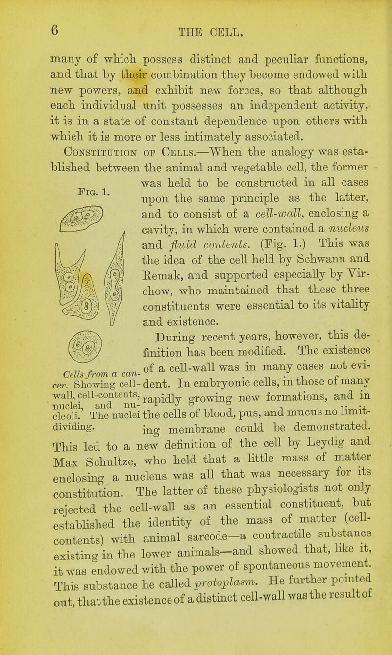 Fig. 1. many of which possess distinct and peculiar functions, and that by their combination they become endowed with new powers, and exhibit new forces, so that although each individual unit possesses an independent activity, it is in a state of constant dependence upon others with which it is more or less intimately associated. Constitution of Cells.—When the analogy was esta- blished between the animal and vegetable cell, the former was held to be constructed in all cases upon the same principle as the latter, and to consist of a cell-wall, enclosing a cavity, in which were contained a nucleus and fluid contents. (Fig. 1.) This was the idea of the cell held by Schwann and Kemak, and supported especially by Vir- chow, who maintained that these three constituents were essential to its vitality and existence. During recent years, however, this de- finition has been modified. The existence of a cell-wall was in many cases not evi- Cells from a can- _ o cer. Showing cell- dent. In embryonic cells, m those oi many wall, cell-contents, growing new formations, and in nuclei, and nn- r J ° , ■>• -j. cleoli. The nuclei the cells of blood, pus, and mucus no limit- dividing. ing membrane could be demonstrated. This led to a new definition of the cell by Leydig and Max Schultze, who held that a little mass of matter enclosing a nucleus was all that was necessary for its constitution. The latter of these physiologists not only rejected the cell-wall as an essential constituent, but established the identity of the mass of matter (cell- contents) with animal sarcode-a contractile substance existing in the lower animals—and showed that, like it, it was endowed with the power of spontaneous movement This substance he called protoplasm. He further pointed out, that the existenceof a distinct cell-wall was the result of