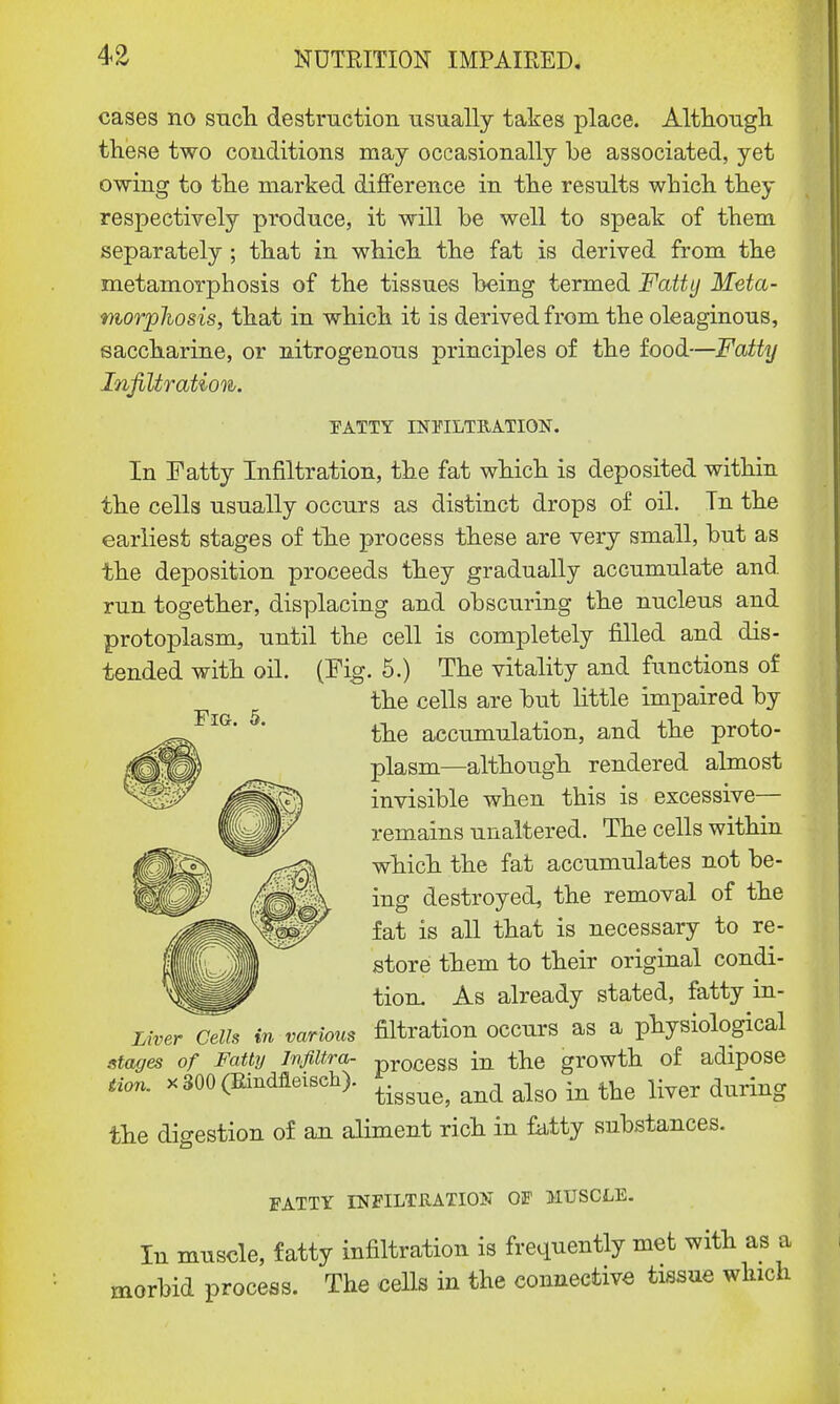 cases no such destruction usually takes place. Although, these two conditions may occasionally be associated, yet owing to the marked difference in the results which they respectively produce, it will be well to speak of them separately ; that in which the fat is derived from the metamorphosis of the tissues being termed Fatty Meta- morphosis, that in which it is derived from the oleaginous, saccharine, or nitrogenous principles of the food—Fatty Infiltration. TATTY INFILTRATION. In Fatty Infiltration, the fat which is deposited within the cells usually occurs as distinct drops of oil. Tn the earliest stages of the process these are very small, but as the deposition proceeds they gradually accumulate and. run together, displacing and obscuring the nucleus and protoplasm, until the cell is completely filled and dis- tended with oil. (Fig. 5.) The vitality and functions of the cells are but little impaired by the accumulation, and the proto- plasm—although rendered almost invisible when this is excessive— remains unaltered. The cells within which the fat accumulates not be- ing destroyed, the removal of the fat is all that is necessary to re- store them to their original condi- tion. As already stated, fatty in- lAver Cells in various filtration occurs as a physiological stages of Fattij Jnfiltra- process in the growth of adipose tion. x300(Bindfleisch). ^ ^ ^ ttfl w during the digestion of an aliment rich in fatty substances. Fig. 5. FATTY INFILTRATION OF MUSCLE. In muscle, fatty infiltration is frequently met with as a morbid process. The cells in the connective tissue winch