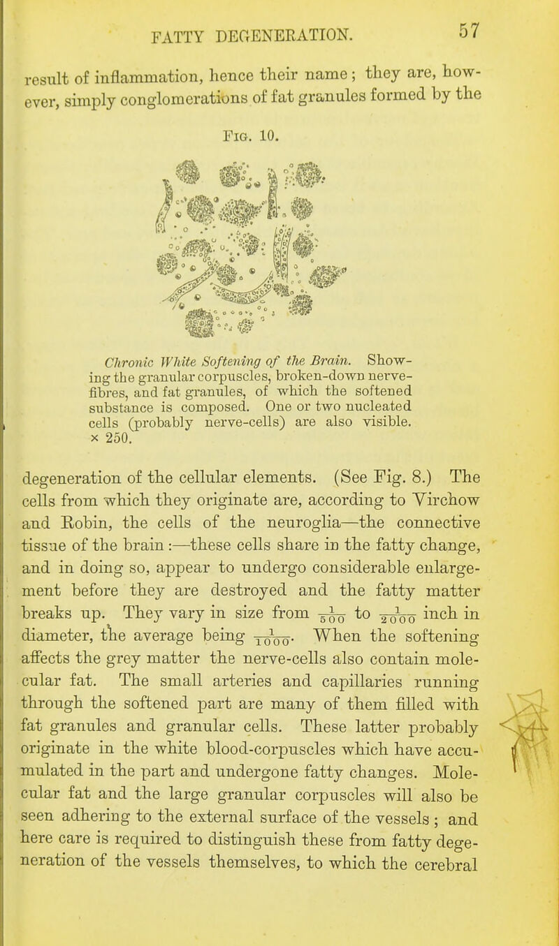 result of inflammation, hence their name ; they are, how- ever, simply conglomerations of fat granules formed by the Fig. 10. Chronic White Softening of the Brain. Show- ing the granular corpuscles, broken-down nerve- fibres, and fat grannies, of which the softened substance is composed. One or two nucleated cells (probably nerve-cells) are also visible, x 250. degeneration of the cellular elements. (See Fig. 8.) The cells from which they originate are, according to Virchow and Robin, the cells of the neuroglia—the connective tissue of the brain :—these cells share in the fatty change, and in doing so, appear to undergo considerable enlarge- ment before they are destroyed and the fatty matter breaks up. They vary in size from to -^woo mcn ^n diameter, ttie average being 10100. When the softening affects the grey matter the nerve-cells also contain mole- cular fat. The small arteries and capillaries running through the softened part are many of them filled with fat granules and granular cells. These latter probably originate in the white blood-corpuscles which have accu- mulated in the part and undergone fatty changes. Mole- cular fat and the large granular corpuscles will also be seen adhering to the external surface of the vessels ; and here care is required to distinguish these from fatty dege- neration of the vessels themselves, to which the cerebral