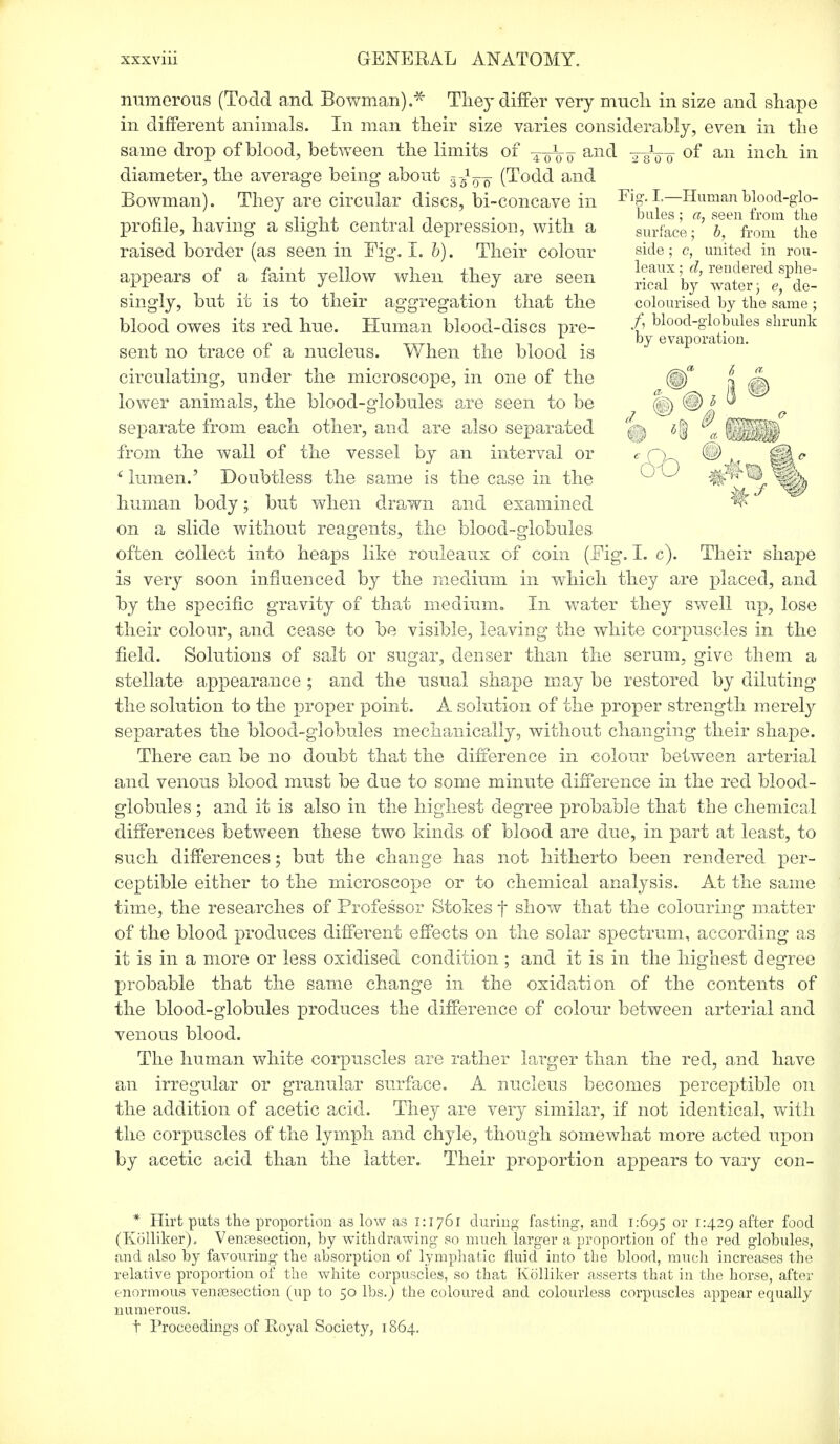 numerous (Todd and Bowman)* They differ very much, in size and shape in different animals. In man their size varies considerably, even in the same drop of blood, between the limits of ^-g^ anc^ TsVo °f an incn ni diameter, the average being about 3^ (Todd and Bowman). They are circular discs, bi-concave in Fig. 1—Human blood-glo- profile, having a slight central depression, with a raised border (as seen in Eig. I. b). Their colour appears of a faint yellow when they are seen singly, but it is to their aggregation that the blood owes its red hue. Human blood-discs pre- sent no trace of a nucleus. When the blood is circulating, under the microscope, in one of the lower animals, the blood-globules are seen to be separate from each other, and are also separated from the wall of the vessel by an interval or c lumen.' Doubtless the same is the case in the human body; but when drawn and examined on a slide without reagents, the blood-globules often collect into heaps like rouleaux of coin {Fig. I. c). Their shape is very soon influenced by the medium in which they are placed, and by the specific gravity of that medium. In water they swell up, lose their colour, and cease to be visible, leaving the white corpuscles in the field. Solutions of salt or sugar, denser than the serum, give them a stellate appearance ; and the usual shape may be restored by diluting the solution to the proper point. A solution of the proper strength merely separates the blood-globules mechanically, without changing their shape. There can be no doubt that the difference in colour between arterial and venous blood must be due to some minute difference in the red blood- globules ; and it is also in the highest degree probable that the chemical differences between these two kinds of blood are due, in part at least, to such differences; but the change has not hitherto been rendered per- ceptible either to the microscope or to chemical analysis. At the same time, the researches of Professor Stokes f show that the colouring matter of the blood produces different effects on the solar spectrum, according as it is in a more or less oxidised condition ; and it is in the highest degree probable that the same change in the oxidation of the contents of the blood-globules produces the difference of colour between arterial and venous blood. The human white corpuscles are rather larger than the red, and have an irregular or granular surface. A nucleus becomes perceptible on the addition of acetic acid. They are very similar, if not identical, with the corpuscles of the lymph and chyle, though somewhat more acted upon by acetic acid than the latter. Their proportion appears to vary con- * Hirt puts the proportion as low as 1:1761 during fasting, and 1:695 or 1:429 after food (Kolliker). Venisection, by withdrawing so much larger a proportion of the red globules, and also by favouring the absorption of lymphatic fluid into the blood, much increases the relative proportion of the white corpuscles, so that Kolliker asserts that in the horse, after enormous venisection (up to 50 lbs.) the coloured and colourless corpuscles appear equally numerous. f Proceedings of Royal Society, 1864. bules; a, seen from the surface; b, from the side; c, united in rou- leaux ; d, rendered sphe- rical by water; e, de- colourised by the same ; /, blood-globules shrunk by evaporation.