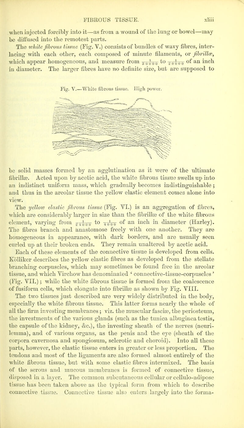 when injected forcibly into it—as from a wound of the lung or bowel—may be diffused into the remotest parts. The white fibrous tissue (Fig. V.) consists of bundles of wavy fibres, inter- lacing with each other, each composed of minute filaments, or fibrillar, which appear homogeneous, and measure from To *0 0 to of an inch in diameter. The larger fibres have no definite size, but are supposed to Fig. V.—White fibrous tissue. High power. be solid masses formed by an agglutination as it were of the ultimate fibrilla?. Acted upon by acetic acid, the white fibrous tissue swells up into an indistinct uniform mass, which gradually becomes indistinguishable ; and thus in the areolar tissue the yellow elastic element comes alone into view. The yellow elastic fibrous tissue (Fig. VI.) is an aggregation of fibres, which are considerably larger in size than the fibrillse of the white fibrous element, varying from ^-4^00 to ^ of an inch in diameter (Harley). The fibres branch and anastomose freely with one another. They are homogeneous in appearance, with dark borders, and are usually seen curled up at their broken ends. They remain unaltered by acetic acid. Each of these elements of the connective tissue is developed from cells. Kolliker describes the yellow elastic fibres as developed from the stellate branching corpuscles, which may sometimes be found free in the areolar tissue, and which Virchow has denominated 6 connective-tissue-corpuscles ' (Fig. VII.); while the white fibrous tissue is formed from the coalescence of fusiform cells, which elongate into fibrillse as shown by Fig. VIII. The two tissues just described are very widely distributed in the body, especially the white fibrous tissue. This latter forms nearly the whole of all the firm investing membranes; viz. the muscular fascise, the periosteum, the investments of the various glands (such as the tunica albuginea testis, the capsule of the kidney, &c), the investing sheath of the nerves (neuri- lemma), and of various organs, as the penis and the eye (sheath of the corpora cavernosa and spongiosum, sclerotic and choroid). Into all these parts, however, the elastic tissue enters in greater or less proportion. The tendons and most of the ligaments are also formed almost entirely of the white fibrous tissue, but with some elastic fibres intermixed. The basis of the serous and mucous membranes is formed of connective tissue, disposed in a layer. The common subcutaneous cellular or cellulo-adipose tissue has been taken above as the typical form from which to describe connective tissue. Connective tissue also enters largely into the forma-