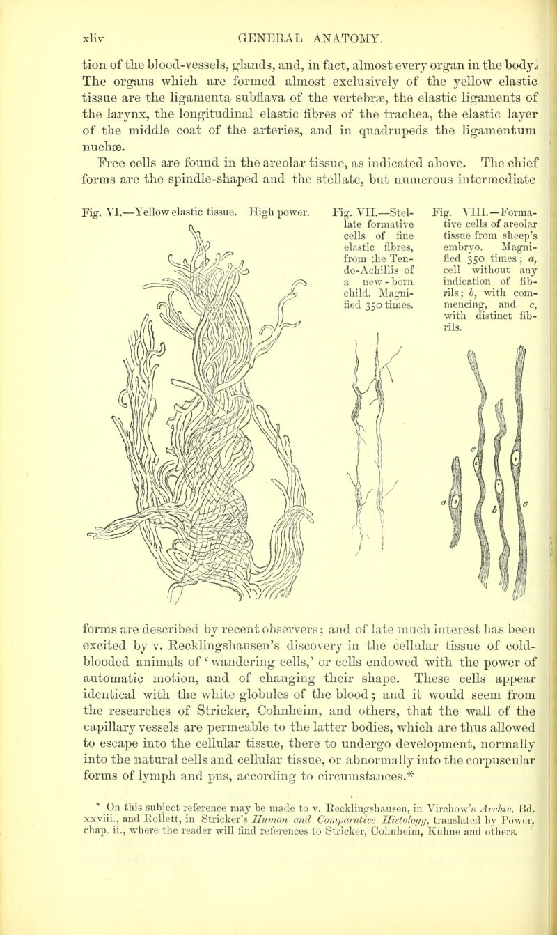 tion of tlie blood-vessels, glands, and, in fact, almost every organ in the body.. The organs which are formed almost exclusively of the yellow elastic tissue are the ligamenta subflava of the vertebrae, the elastic ligaments of the larynx, the longitudinal elastic fibres of the trachea, the elastic layer of the middle coat of the arteries, and in quadrupeds the ligamentum nuchse. Free cells are found in the areolar tissue, as indicated above. The chief forms are the spindle-shaped and the stellate, but numerous intermediate Fig. VI.—Yellow elastic tissue. High power. Fig. VII.—Stel- Fig. VIII.—Forma- a late formative tive cells of areolar forms are described by recent observers; and of late much interest has been excited by v. Recldingshausen's discovery in the cellular tissue of cold- blooded animals of c wandering cells,' or cells endowed with the power of automatic motion, and of changing their shape. These cells appear identical with the white globules of the blood; and it would seem from the researches of Strieker, Cohnheim, and others, that the wall of the capillary vessels are permeable to the latter bodies, which are thus allowed to escape into the cellular tissue, there to undergo development, normally into the natural cells and cellular tissue, or abnormally into the corpuscular forms of lymph and pus, according to circumstances.* • * On this subject reference may be made to v. Recklinghausen, in Vircliow's Archiv. Ed. xxviii., and Rollett, in Strieker's Human and Comparative Histology, translated by Power, chap. ii.? where the reader will find references to Strieker, Cohnheim, Kuhne and others.