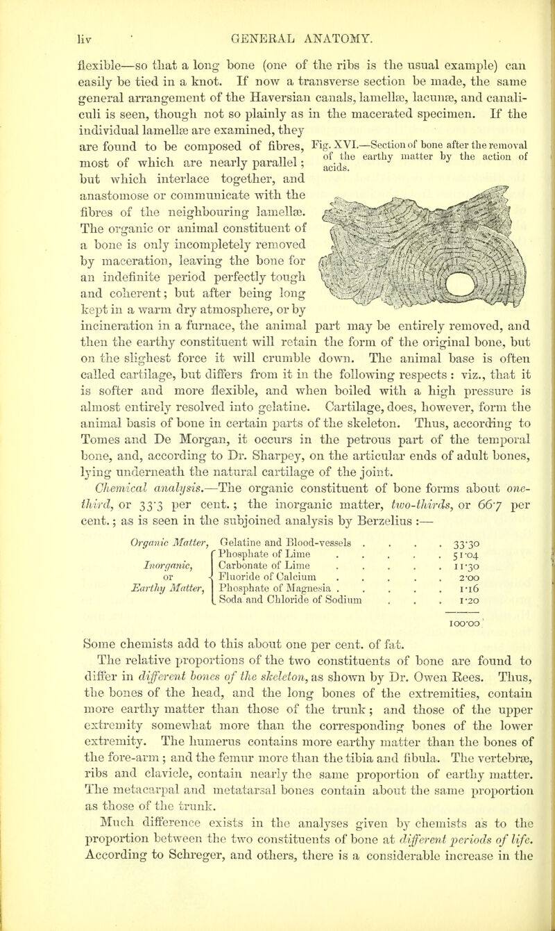 flexible—so that a long bone (one of the ribs is the usual example) can easily be tied in a knot. If now a transverse section be made, the same general arrangement of the Haversian canals, lamellae, lacunae, and canali- culi is seen, though not so plainly as in the macerated specimen. If the individual lainellae are examined, they are found to be composed of fibres, Fig. XVI.—Section of bone after the removal . n i • i i n -t of the earthy matter by the action of most of which are nearly parallel; acidgi J J but which interlace together, and anastomose or communicate with the fibres of the neighbouring lamellae. The organic or animal constituent of a bone is only incompletely removed by maceration, leaving the bone for an indefinite period perfectly tough and coherent; but after being long kept in a warm dry atmosphere, or by incineration in a furnace, the animal part may be entirely removed, and then the earthy constituent will retain the form of the original bone, but on the slighest force it will crumble down. The animal base is often called cartilage, but differs from it in the following respects : viz., that it is softer and more flexible, and when boiled with a high pressure is almost entirely resolved into gelatine. Cartilage, does, however, form the animal basis of bone in certain parts of the skeleton. Thus, according to Tomes and De Morgan, it occurs in the petrous part of the temporal bone, and, according to Dr. Sharpey, on the articular ends of adult bones, lying underneath the natural cartilage of the joint. Chemical analysis.—The organic constituent of bone forms about one- third, or 33*3 per cent.; the inorganic matter, two-thirds, or 667 per cent.; as is seen in the subjoined analysis by Berzelius :— Organic Matter, Inorganic, or Earthy Matter, Gelatine and Blood-vessels . Phosphate of Lime Carbonate of Lime Fluoride of Calcium Phosphate of Magnesia . Soda and Chloride of Sodium 33-30 51-04 11-30 2'00 ri6 I-20 ioo-oo Some chemists add to this about one per cent, of fat. The relative proportions of the two constituents of bone are found to differ in different hones of the skeleton, as shown by Dr. Owen Rees. Thus, the bones of the head, and the long bones of the extremities, contain more earthy matter than those of the trunk; and those of the upper extremity somewhat more than the corresponding bones of the lower extremity. The humerus contains more earthy matter than the bones of the fore-arm; and the femur more than the tibia and fibula. The vertebrae, ribs and clavicle, contain nearly the same proportion of earthy matter. The metacarpal and metatarsal bones contain about the same proportion as those of the trunk. Much difference exists in the analyses given by chemists as to the proportion between the two constituents of bone at different periods of life. According to Schreger, and others, there is a considerable increase in the