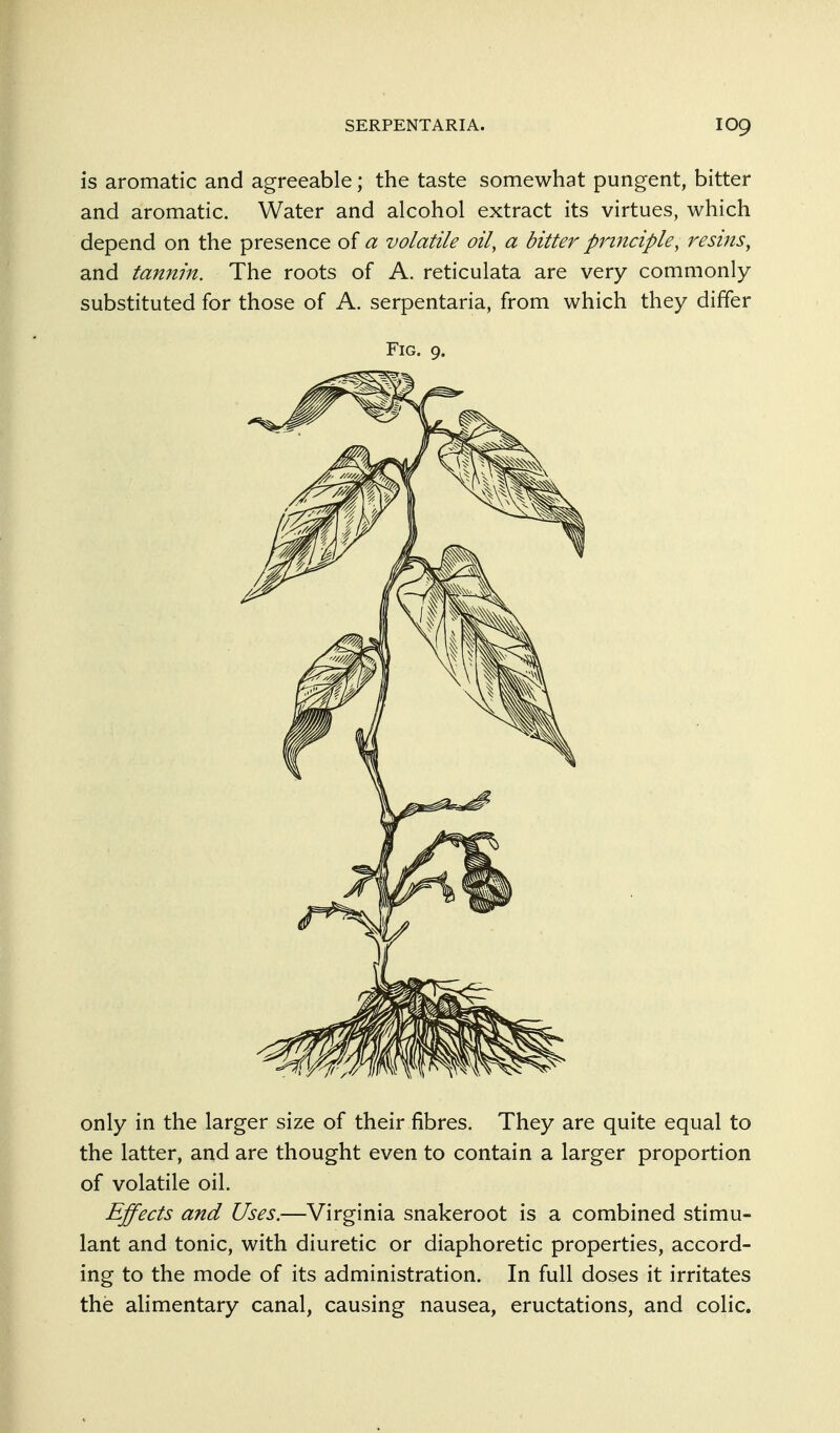 is aromatic and agreeable; the taste somewhat pungent, bitter and aromatic. Water and alcohol extract its virtues, which depend on the presence of a volatile oil, a bitter principle, resins^ and tannin. The roots of A. reticulata are very commonly substituted for those of A. serpentaria, from which they differ Fig. 9. only in the larger size of their fibres. They are quite equal to the latter, and are thought even to contain a larger proportion of volatile oil. Effects and Uses.—Virginia snakeroot is a combined stimu- lant and tonic, with diuretic or diaphoretic properties, accord- ing to the mode of its administration. In full doses it irritates the alimentary canal, causing nausea, eructations, and colic.