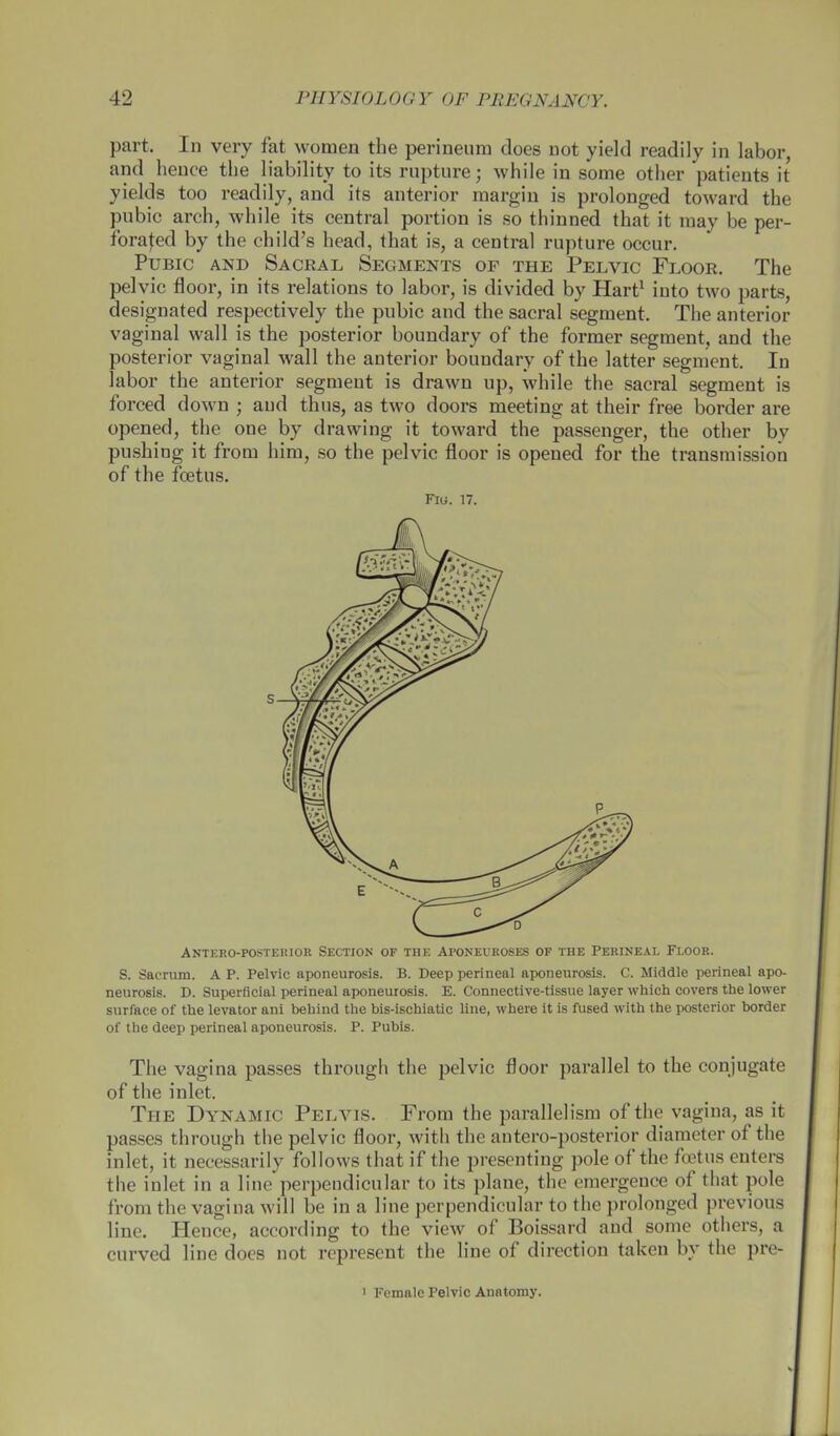 part. In very fat women the perineum does not yield readily in labor, and hence the liability to its rupture; while in some other patients it yields too readily, and its anterior margin is prolonged toward the pubic arch, while its central portion is so thinned that it may be per- forated by the child's head, that is, a central rupture occur. Pubic and Sacral Segments of the Pelvic Floor. The pelvic floor, in its relations to labor, is divided by Hart1 into two parts, designated respectively the pubic and the sacral segment. The anterior vaginal wall is the posterior boundary of the former segment, and the posterior vaginal wall the anterior boundary of the latter segment. In labor the anterior segment is drawn up, while the sacral segment is forced down ; and thus, as two doors meeting at their free border are opened, the one by drawing it toward the passenger, the other by pushing it from him, so the pelvic floor is opened for the transmission of the foetus. Fig. 17. Anteroposterior Section of the Aponeuroses of the Perineal Floor. S. Sacrum. A P. Pelvic aponeurosis. B. Deep perineal aponeurosis. C. Middle perineal apo- neurosis. D. Superficial perineal aponeurosis. E. Connective-tissue layer which covers the lower surface of the levator ani behind the bis-ischiatic line, where it is fused with the posterior border of the deep perineal aponeurosis. P. Pubis. The vagina passes through the pelvic floor parallel to the conjugate of the inlet. The Dynamic Pelvis. From the parallelism of the vagina, as it passes through the pelvic floor, with the antero-posterior diameter of the inlet, it necessarily follows that if the presenting pole of the foetus enters the inlet in a line perpendicular to its plane, the emergence of that pole from the vagina will be in a line perpendicular to the prolonged previous line. Hence, according to the view of Boissard and some others, a curved line does not represent the line of direction taken by the pre- ' Female Pelvic Anatomy.