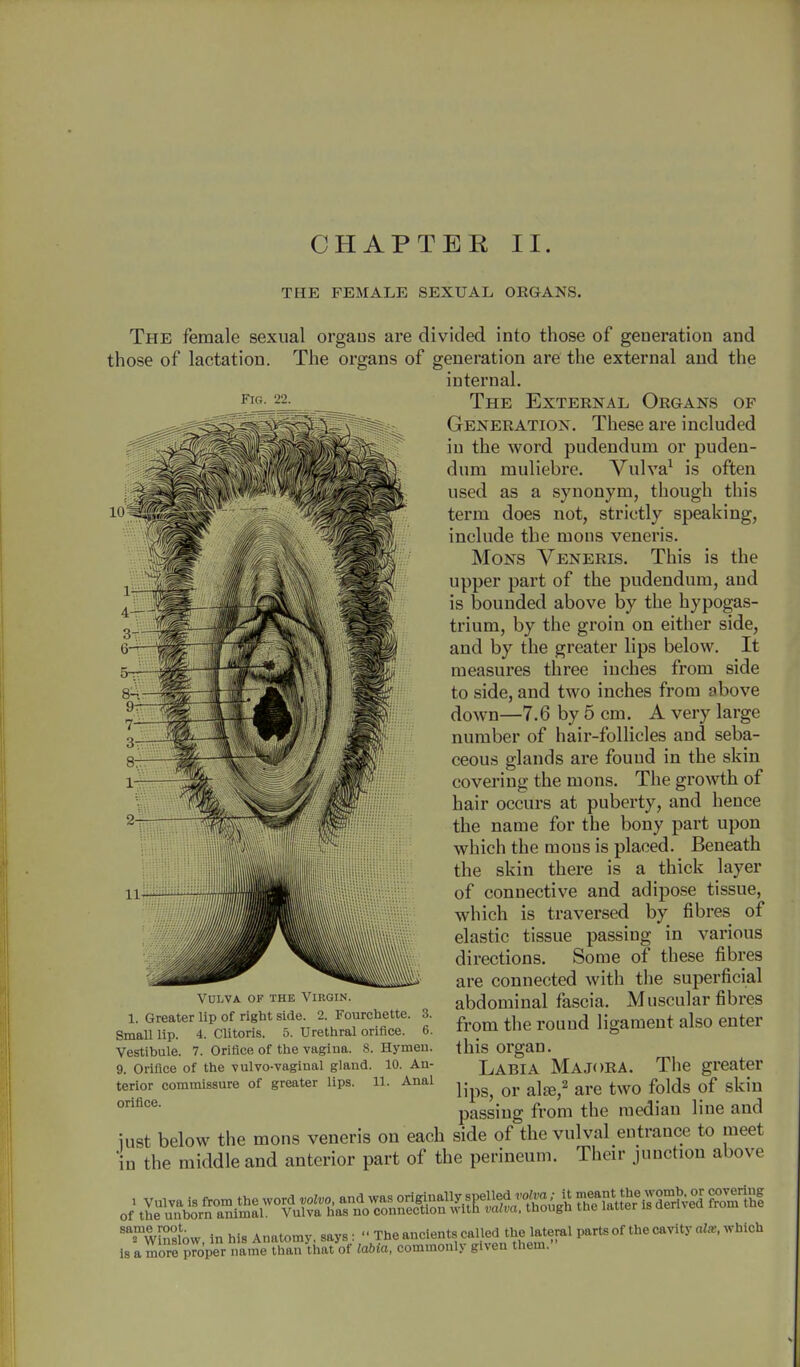 THE FEMALE SEXUAL ORGANS. Fig. 22. The female sexual organs are divided into those of generation and those of lactation. The organs of generation are the external and the internal. The External Organs of Generation. These are included in the word pudendum or puden- dum muliebre. Vulva1 is often used as a synonym, though this term does not, strictly speaking, include the mons veneris. Mons Veneris. This is the upper part of the pudendum, and is bounded above by the hypogas- trium, by the groin on either side, and by the greater lips below. It measures three inches from side to side, and two inches from above down—7.6 by 5 cm. A very large number of hair-follicles and seba- ceous glands are found in the skin covering the mons. The growth of hair occurs at puberty, and hence the name for the bony part upon which the mons is placed. Beneath the skin there is a thick layer of connective and adipose tissue, which is traversed by fibres of elastic tissue passing in various directions. Some of these fibres are connected with the superficial abdominal fascia. Muscular fibres from the round ligament also enter this organ. Labia Majora. The greater lips, or alse,2 are two folds of skin passing from the median line and iust below the mons veneris on each side of the vulval entrance to meet in the middle and anterior part of the perineum. Their junction above Vulva of the Virgin. 1. Greater lip of right side. 2. Fourchette. 3. Small lip. 4. Clitoris. 5. Urethral orifice. 6. Vestibule. 7. Orifice of the vagina. 8. Hymeii. 9. Orifice of the vulvo-vaginal gland. 10. An- terior commissure of greater lips. 11. Anal orifice.