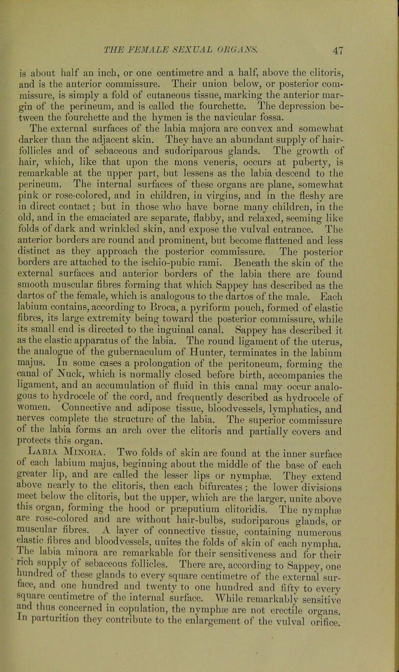 is about half an inch, or one centimetre and a half, above the clitoris, and is the anterior commissure. Their union below, or posterior com- missure, is simply a fold of cutaneous tissue, marking the anterior mar- gin of the perineum, and is called the fourchette. The depression be- tween the fourchette and the hymen is the navicular fossa. The external surfaces of the labia majora are convex and somewhat darker than the adjacent skin. They have an abundant supply of hair- follicles and of sebaceous and sudoriparous glands. The growth of hair, which, like that upon the mons veneris, occurs at puberty, is remarkable at the upper part, but lessens as the labia descend to the perineum. The internal surfaces of these organs are plane, somewhat pink or rose-colored, and in children, in virgins, and in the fleshy are iu direct contact; but in those who have borne many children, in the old, and in the emaciated are separate, flabby, and relaxed, seeming like folds of dark and wrinkled skin, and expose the vulval entrance. The anterior borders are round and prominent, but become flattened and less distinct as they approach the posterior commissure. The posterior borders are attached to the ischio-pubic rami. Beneath the skin of the external surfaces and anterior borders of the labia there are found smooth muscular fibres forming that which Sappey has described as the dartos of the female, which is analogous to the dartos of the male. Each labium contains, according to Broca, a pyriform pouch, formed of elastic fibres, its large extremity being toward the posterior commissure, while its small end is directed to the inguinal canal. Sappey has described it as the elastic apparatus of the labia. The round ligament of the uterus, the^analogue of the gubernaculum of Hunter, terminates in the labium majus. In some cases a prolongation of the peritoneum, forming the canal of Nuck, which is normally closed before birth, accompanies the ligament, and an accumulation of fluid in this canal may occur analo- gous to hydrocele of the cord, and frequently described as hydrocele of women. Connective and adipose tissue, bloodvessels, lymphatics, and nerves complete the structure of the labia. The superior commissure of the labia forms an arch over the clitoris and partially covers and protects this organ. Labia Minora. Two folds of skin are found at the inner surface of each labium majus, beginning about the middle of the base of each greater lip, and are called the lesser lips or nymphse. They extend above nearly to the clitoris, then each bifurcates; the lower divisions meet below the clitoris, but the upper, which are the larger, unite above this organ, forming the hood or prseputium clitoridis. The nympha* are rose-colored and are without hair-bulbs, sudoriparous glands, or muscular fibres. A layer of connective tissue, containing numerous elastic fibres aud bloodvessels, unites the folds of skin of each nympha. The labia minora are remarkable for their sensitiveness and for their rich supply of sebaceous follicles. There are, according to Sappey, one hundred of these glands to every square centimetre of the external sur- face, and one hundred and twenty to one hundred and fifty to every square centimetre of the internal surface. While remarkably sensitive and thus concerned in copulation, the nymphre are not erectile organs, in parturition they contribute to the enlargement of the vulval orifice.