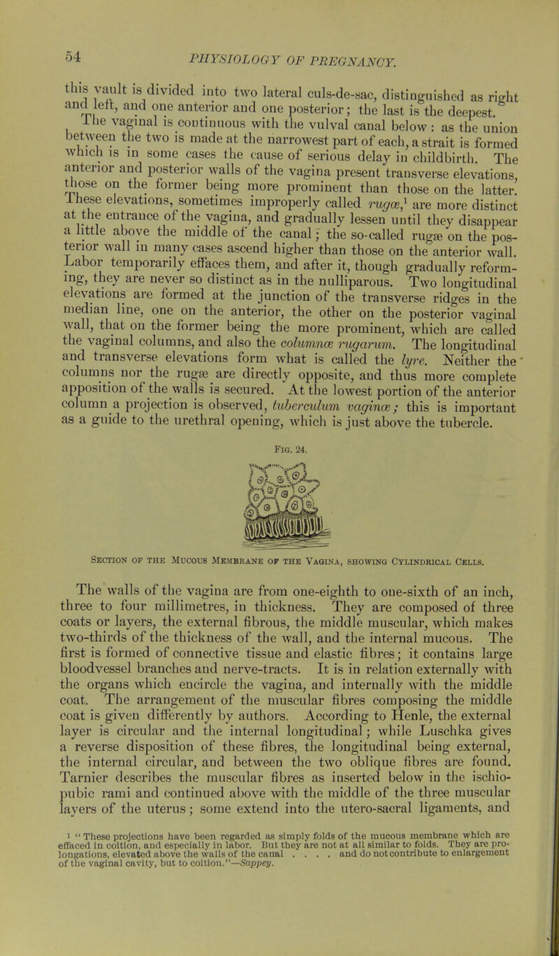this vault is divided into two lateral culs-de-sac, distinguished as right and left, and one anterior and one posterior; the last is the deepest. liie vaginal is continuous with the vulval canal below: as the union between the two is made at the narrowest part of each, a strait is formed which is in some cases the cause of serious delay in childbirth The anterior and posterior walls of the vagina present transverse elevations those on the former being more prominent than those on the latter lhese elevations, sometimes improperly called rugce,1 are more distinct at the entrance of the vagina, and gradually lessen until they disappear a little above the middle of the canal • the so-called rugae on the pos- terior wall in many cases ascend higher than those on the anterior wall. Labor temporarily effaces them, and after it, though gradually reform- ing, they are never so distinct as in the nulliparous. Two longitudinal elevations are formed at the junction of the transverse ridges in the median line, one on the anterior, the other on the posterior vaginal wall, that on the former being the more prominent, which are called the vaginal columns, and also the columnce rugarum. The longitudinal and transverse elevations form what is called the lyre. Neither the' columns nor the rugae are directly opposite, and thus more complete apposition of the walls i3 secured. At the lowest portion of the anterior column a projection is observed, tuberculum vagince; this is important as a guide to the urethral opening, which is just above the tubercle. Fig. 24. Section of the Mucous Membrane of the Vagina, showing Cylindrical Cells. The walls of the vagina are from one-eighth to one-sixth of an inch, three to four millimetres, in thickness. They are composed of three coats or layers, the external fibrous, the middle muscular, which makes two-thirds of the thickness of the wall, and the internal mucous. The first is formed of connective tissue and elastic fibres; it contains large bloodvessel branches and nerve-tracts. It is in relation externally with the organs which encircle the vagina, and internally with the middle coat. The arraugement of the muscular fibres composing the middle coat is given differently by authors. According to Henle, the external layer is circular and the internal longitudinal; while Luschka gives a reverse disposition of these fibres, the longitudinal being external, the internal circular, and between the two oblique fibres are found. Tarnier describes the muscular fibres as inserted below in the ischio- pubic rami and continued above with the middle of the three muscular layers of the uterus; some extend into the utero-sacral ligaments, and i  These projections have been regarded as simply folds of the mucous membrane which are effaced in coition, and especially in labor. But they are not at all similar to folds. They are pro- longations, elevated above the walls of the canal .... and do not contribute to enlargement of the vaginal cavity, but to coition.—Sappey.