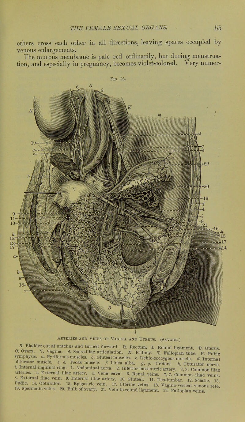 others cross each other in all directions, leaving spaces occupied by venous enlargements. The mucous membrane is pale red ordinarily, but during menstrua- tion, and especially in pregnancy, becomes violet-colored. Very numer- Fig. 25. Arteries and Veins of Vagina and Uterus. (Savage.) B. Bladder cut at urachus and turned forward. R. Rectum. L. Round ligament. V Uterus 0. Ovary. V. Vagina. S. Sacro-iliac articulation. K. Kidney. T. Fallopian tube P Pubic symphysis, a. Pyriformis muscles. 6. Gluteal muscles, c. Ischio-coccygeus muscle, d Internal obturator muscle, e, e. Psoas muscle. /. Linea alba, g, g. Ureters, h. Obturator nerve 1. Internal inguinal ring. 1. Abdominal aorta. 2. Inferior mesenteric artery. 3, 3. Common iliac arteries. 4. External iliac artery. 5. Vena cava. 6. Renal veins. 7, 7. Common iliac veins 8. External iliac vein. 9. Internal iliac artery. 10. Gluteal. 11. Ileo-lumbar Sciatic 13* Pudic. 14. Obturator. 15. Epigastric vein. 17. Uterine veins. 18. Vaginovesical venousrete 19. Spermatic veins. 20. Bulb of ovary. 21. Vein to round ligament. 22. Fallopian veins