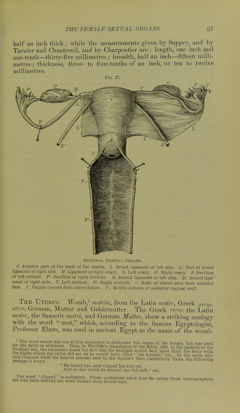 half au inch thick; while the measurements given by Sappey, and by Tarnier and Chautreuil, and by Charpentier are : length, one inch and one-tenth—thirty-five millimetres; breadth, half an inch—fifteen milli- metres ; thickness, three- to four-tenths of au inch, or ten to twelve millimetres. Fig. 27. Internal Genital Organs. C. Anterior part of the neck of the uterus. L. Broad ligament of left side. L'. Part of broad ligament of right side. 31. Ligament of right ovary. 0. Left ovary. 0'. Right ovary. P. Pavilion of left oviduct. P'. Pavilion of right oviduct. R, Round ligament of left side. R'. Round liga- ment of right side. T. Left oviduct T>. Right oviduct. U. Body of uterus seen from anterior face. V. Vagina opened from above below. V. Middle column of posterior vaginal wall. The Uterus. Womb,1 matrix, from the Latin mater, Greek ^TnP, pirpa, German, Mutter and Gebarmutter. The Greek ^ the Latin mater, the Sanscrit matri, and German Mutter, show a striking analogy with the word  mut, which, according to the famous Egyptologist, Professor Ebers, was used in ancient Egypt as the name of the womb. fnr Thf JLiw wo'Kbiwas not,p£ first, em,pl(^Id,t0 des'£nate this organ of the female, but was used £Ure . £ y ?f aPdom,ei?> Thus' iP Wycl'fte's translation of the Bible, 1380, in the parable of the Fh^Jb^M^ fain have filled his belly with u,t nlS whlch lhe,.fLnc dld eat' as he wonld have  his wombe, etc. In the same cen- SgeTsfounT P°emS; and 1U thG SqUire'S Tale' Canterbury Tales, the following  He kissed her, and clipped her full oft, And on her womb he stroked her full sort, etc. oJhVVurd  cHPPed  is embraced. These quotations show how far astrav those lexicomanhors are who have derived the word woman from womb-man. ' icxicofeiapntrs