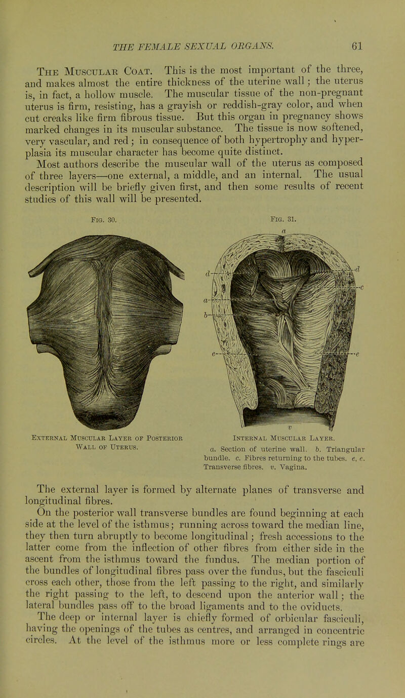 The Muscular Coat. This is the most important of the three, and makes almost the entire thickness of the uterine wall; the uterus is, in fact, a hollow muscle. The muscular tissue of the non-pregnant uterus is firm, resisting, has a grayish or reddish-gray color, and when cut creaks like firm fibrous tissue. But this organ in pregnancy shows marked changes in its muscular substance. The tissue is now softened, very vascular, and red; in consequence of both hypertrophy and hyper- plasia its muscular character has become quite distinct. Most authors describe the muscular wall of the uterus as composed of three layers—one external, a middle, and an internal. The usual description will be briefly given first, and then some results of recent studies of this wall will be presented. Fig. 30. Fig. 31. n External Muscular Layer of Posterior Internal Muscular Layer. Wall of Uterus. a> Section of uterine wall. b. Triangular bundle, c. Fibres returning to the tubes, e, e. Transverse fibres, v. Vagina. The external layer is formed by alternate planes of transverse and longitudinal fibres. On the posterior wall transverse bundles are found beginning at each side at the level of the isthmus; running across toward the median line, they then turn abruptly to become longitudinal; fresh accessions to the latter come from the inflection of other fibres from either side in the ascent from the isthmus toward the fundus. The median portion of the bundles of longitudinal fibres pass over the fundus, but the fasciculi cross each other, those from the left passing to the right, and similarly the right passing to the left, to descend upon the anterior wall; the lateral bundles pass oil' to the broad ligaments and to the oviducts. The deep or internal layer is chiefly formed of orbicular fasciculi, having the openings of the tubes as centres, and arranged in concentric • •ireles. At the level of the isthmus more or less complete rings are