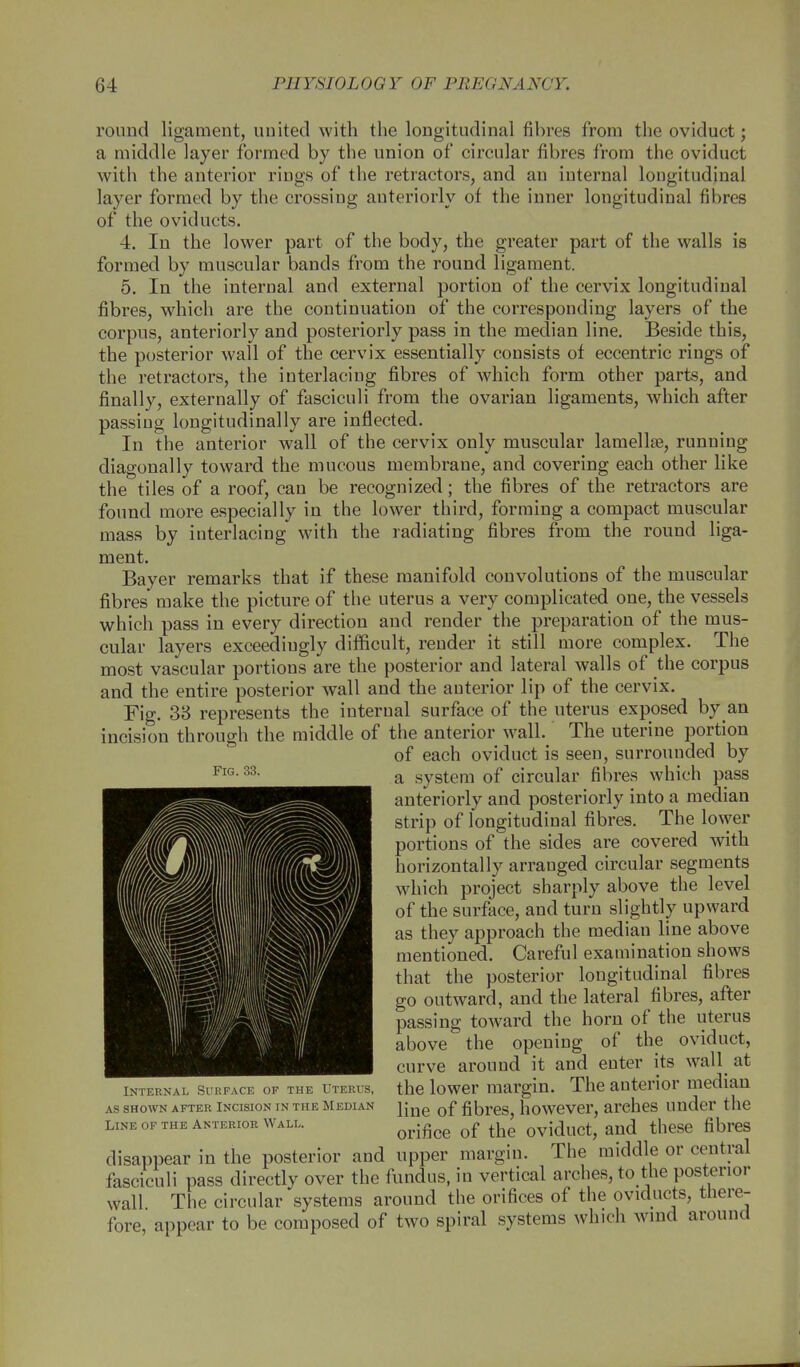 round ligament, united with the longitudinal fibres from the oviduct; a middle layer formed by the union of circular fibres from the oviduct with the anterior rings of the retractors, and an internal longitudinal layer formed by the crossing anteriorly of the inner longitudinal fibres of the oviducts. 4. In the lower part of the body, the greater part of the walls is formed by muscular bands from the round ligament. 5. In the internal and external portion of the cervix longitudinal fibres, which are the continuation of the corresponding layers of the corpus, anteriorly and posteriorly pass in the median line. Beside this, the posterior wall of the cervix essentially consists of eccentric rings of the retractors, the interlacing fibres of which form other parts, and finally, externally of fasciculi from the ovarian ligaments, which after passing longitudinally are inflected. In the anterior wall of the cervix only muscular lamella?, running diagonally toward the mucous membrane, and covering each other like the tiles of a roof, can be recognized; the fibres of the retractors are found more especially in the lower third, forming a compact muscular mass by interlacing with the radiating fibres from the round liga- ment. Bayer remarks that if these manifold convolutions of the muscular fibres make the picture of the uterus a very complicated one, the vessels which pass in every direction and render the preparation of the mus- cular layers exceedingly difficult, render it still more complex. The most vascular portions are the posterior and lateral walls of the corpus and the entire posterior wall and the anterior lip of the cervix. Fig. 38 represents the internal surface of the uterus exposed by an incision through the middle of the anterior wall. The uterine portion of each oviduct is seen, surrounded by a system of circular fibres which pass anteriorly and posteriorly into a median strip of longitudinal fibres. The lower portions of the sides are covered with horizontally arranged circular segments which project sharply above the level of the surface, and turn slightly upward as they approach the median line above mentioned. Careful examination shows that the posterior longitudinal fibres go outward, and the lateral fibres, after- passing toward the horn of the uterus above the opening of the oviduct, curve around it and enter its wall at the lower margin. The anterior median line of fibres, however, arches under the orifice of the oviduct, and these fibres disappear in the posterior and upper margin. The middle or central fasciculi pass directly over the fundus, in vertical arches, to the posterior wall The circular systems around the orifices of the oviducts, there- fore, appear to be composed of two spiral systems which wind around Fig. 33. Internal Surface of the Uterus, as shown after incision in the median Line of the Anterior Wall.