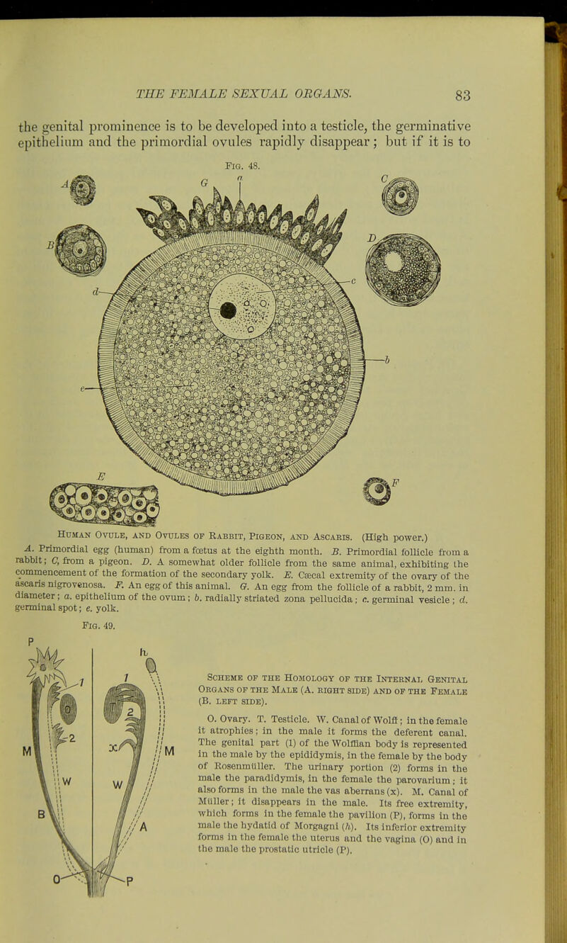 the genital prominence is to be developed into a testicle, the germinative epithelium and the primordial ovules rapidly disappear; but if it is to Human Ovule, and Ovules of Rabbit, Pigeon, and Ascaris. (High power.) A. Primordial egg (human) from a fetus at the eighth month. B. Primordial follicle from a rabbit; C, from a pigeon. D. A somewhat older follicle from the same animal, exhibiting Ihe commencement of the formation of the secondary yolk. E. Csecal extremity of the ovary of the ascaris nigrovenosa. F. An egg of this animal. O. An egg from the follicle of a rabbit, 2 mm. in diameter; a. epithelium of the ovum; b. radially striated zona pellucida; c. germinal vesicle ; d. germinal spot; e. yolk. Fig. 49. M: :',W B Scheme of the Homology of the Internal Genital Organs of the Male (A. right side) and of the Female (B. left side). 0. Ovary. T. Testicle. W. Canal of Wolff; in the female it atrophies; in the male it forms the deferent canal. The genital part (1) of the Wolffian body is represented i n the male by the epididymis, in the female by the body of RosenmUller. The urinary portion (2) forms in the male the paradidymis, in the female the parovarium ■ it also forms in the male the vas aberrans (x). M. Canal of MUller; it disappears in the male. Its free extremity, which forms in the female the pavilion (P), forms In the male the hydatid of Morgagni (h). Its inferior extremity forms in the female the uterus and the vagina (0) and In the male the prostatic utricle (P).