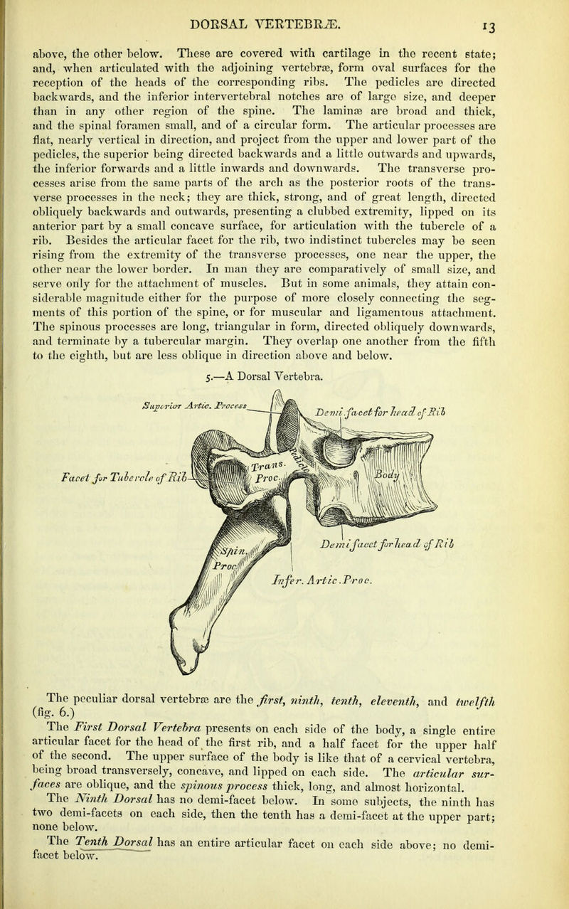 ^3 above, the other below. Tliese are covered with cartilage in the recent state; and, when articulated with the adjoining vertebras, form oval surfaces for the reception of the heads of the corresponding ribs. The pedicles are directed backwards, and the inferior intervertebral notches are of largo size, and deeper than in any other region of the spine. The laminas are broad and thick, and the spinal foramen small, and of a circular form. The articular processes are flat, nearly vertical in direction, and project from the upper and lower part of the pedicles, the superior being directed backwards and a little outwards and upwards, the inferior forwards and a little inwards and downwards. The transverse pro- cesses arise from the same parts of the arch as the posterior roots of the trans- verse processes in the neck; they are thick, strong, and of great length, directed obliquely backwards and outwards, presenting a clubbed extremity, lipped on its anterior part by a small concave surface, for articulation with the tubercle of a rib. Besides the articular facet for the rib, two indistinct tubercles may be seen rising from the extremity of the transverse processes, one near the upper, the other near the lower border. In man they are comparatively of small size, and serve only for the attachment of muscles. But in some animals, they attain con- siderable magnitude either for the purpose of more closely connecting the seg- ments of this portion of the spine, or for muscular and ligamentous attachment. The spinous processes are long, triangular in form, directed obliquely downwards, and terminate by a tubercular margin. They overlap one another from the fifth to the eighth, but are less oblique in direction above and below. 5.—A Dorsal Vertebra. The peculiar dorsal vertebrfE are the first, ninth, tenth, eleventh, and twelfth (fig. 6.) The First Dorsal Vertebra presents on each side of the body, a single entire articular facet for the head of the first rib, and a half facet for the upper half of the second. The upper surface of the body is like that of a cervical vertebra, being broad transversely, concave, and lipped on each side. The articular sur- faces are oblique, and the spinous process thick, long, and almost horizontal. The Ninth Dorsal has no demi-facet below. In some subjects, the ninth has two demi-facets on each side, then the tenth has a demi-facet at the upper part; none below. The T^^tJ^^orsal has an entire articular facet on each side above; no demi- facet below. ~^ ~~