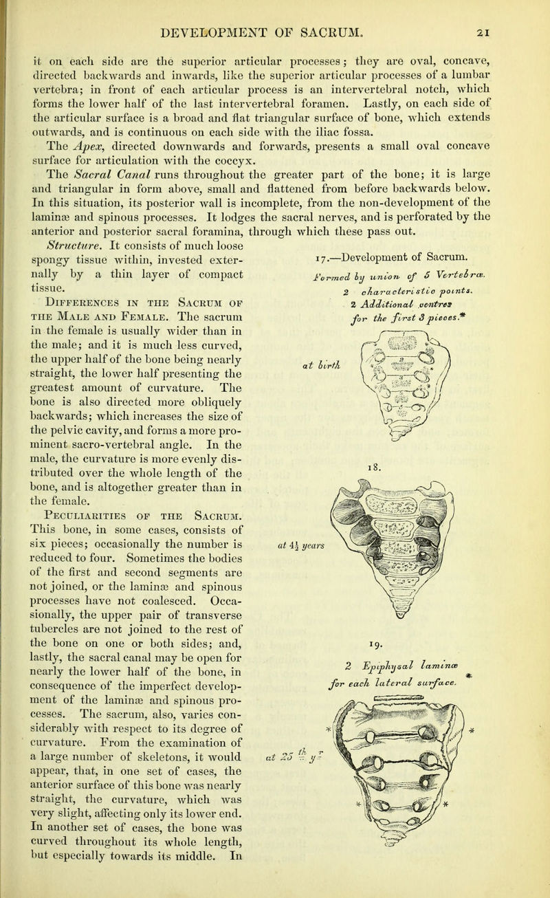 it on each side are the superior articular processes; they are oval, concave, directed backwards and inwards, like the superior articular processes of a lumbar vertebra; in front of each articular process is an intervertebral notch, which forms the lower half of the last intervertebral foramen. Lastly, on each side of the articular surface is a broad and fiat triangular surface of bone, which extends outwards, and is continuous on each side with the iliac fossa. The Apex, directed downwards and forwards, presents a small oval concave surface for articulation with the coccyx. The Sacral Caw«Z runs throughout the greater part of the bone; it is large and triangular in form above, small and flattened from before backwards below. In this situation, its posterior wall is incomplete, from the non-development of the lamina? and spinous processes. It lodges the sacral nerves, and is perforated by the anterior and posterior sacral foramina, through which these pass out. Structure. It consists of much loose spongy tissue within, invested exter- nally by a thin layer of compact tissue. Differences in the Sacrum op THE Male and Female. The sacrum in the female is usually wider than in the male; and it is much less curved, the upper half of the bone being nearly straight, the lower half presenting the greatest amount of curvature. The bone is also directed more obliquely backwards; which increases the size of the pelvic cavity, and forms a more pro- minent sacro-vertebral angle. In the male, the curvature is more evenly dis- tributed over the whole length of the bone, and is altogether greater than in the female. Peculiarities of the Sacrum. This bone, in some cases, consists of six pieces; occasionally the number is reduced to four. Sometimes the bodies of the first and second segments are not joined, or the lamina? and spinous processes have not coalesced. Occa- sionally, the upper pair of transverse tubercles are not joined to the rest of the bone on one or both sides; and, lastly, the sacral canal may be open for nearly the lower half of the bone, in consequence of the imperfect develop- ment of the lamina? and spinous pro- cesses. The sacrum, also, varies con- siderably with respect to its degree of curvature. From the examination of a large number of skeletons, it would appear, that, in one set of cases, the anterior surface of this bone was nearly straight, the curvature, which was very slight, affecting only its lower end. In another set of cases, the bone was curved throughout its whole length, but especially towards its middle. In 17.—Development of Sacrum. of 5 Verteirce. 2 cliaracteristLo poLnts^ 2 AdSjitional omtres for the first 3 * at I at 4| yean 2 EjJtpJiTjsal laminae for each lateral surface.