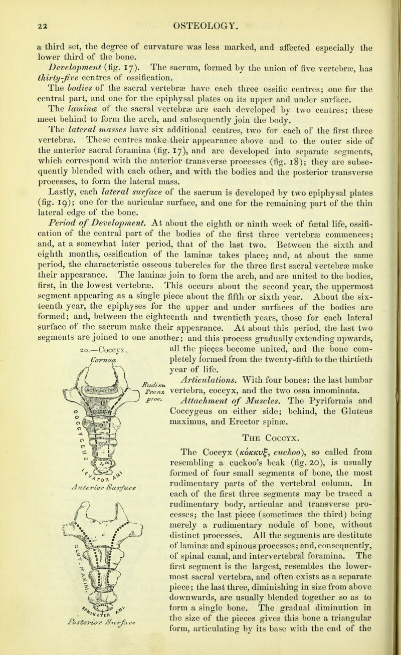 a third set, the degree of curvature was less marked, and affected especially the lower third of the bone. Development (fig. 17). The sacrum, formed by the union of five vertebrse, has thirty-Jive centres of ossification. The bodies of the sacral vertebrae have each three ossific centres; one for the central part, and one for the epiphysal plates on its upper and under surface. The lamincB of the sacral vertebrie are each developed by two centres; these meet behind to form the arch, and subsequently join the body. The lateral masses have six additional centres, two for each of the first three vertebra. These centres make their appearance above and to the outer side of the anterior sacral foramina (fig. 17), and are developed into separate segments, which correspond with the anterior transverse processes (fig. 18); they are subse- quently blended with each other, and with the bodies and the posterior transverse processes, to form the lateral mass. Lastly, each lateral surface of the sacrum is developed by two epiphysal plates (fig. 19); one for the auricular surface, and one for the remaining part of the thin lateral edge of the bone. Period of Development. At about the eighth or ninth week of foetal life, ossifi- cation of the central part of the bodies of the first three vertebra? commences; and, at a somewhat later period, that of the last two. Between the sixth and eighth months, ossification of the lamina? takes place; and, at about the same period, the characteristic osseous tubercles for the three first sacral vertebra? make their appearance. The lamina? join to form the arch, and are united to the bodies, first, in the lowest vertebra?. This occurs about the second year, the uppermost segment appearing as a single piece about the fifth or sixth year. About the six- teenth year, the epiphyses for the upper and under surfaces of the bodies are formed; and, between the eighteenth and twentieth years, those for each lateral surface of the sacrum make their appearance. At about this period, the last two segments are joined to one another; and this process gradually extending upwards, 20.—Coccyx. all the pieces become united, and the bone com- Cornna pletely formed from the twenty-fifth to the thirtieth year of life. Articulations. With four bones: the last lumbar vertebra, coccyx, and the two ossa innominata. Attachment of Muscles. The Pyriformis and Coccygeus on either side; behind, the Gluteus maximus, and Erector spinse. The Coccyx. The Coccyx {kokkv^, cuckoo), so called from resembling a cuckoo's beak (fig. 20), is usually formed of four small segments of bone, the most rudimentary parts of the vertebral column. In each of the first three segments may be traced a rudimentary body, articular and transverse pro- cesses; the last piece (sometimes the third) being merely a rudimentary nodule of bone, without distinct processes. All the segments are destitute of lamina? and spinous processes; and, consequently, of spinal canal, and intervertebral foramina. The first segment is the largest, resembles the lower- most sacral vertebra, and often exists as a separate piece; the last three, diminishing in size from above downwards, are usually blended together so as to form a single bone. The gradual diminution in the size of the pieces gives this bone a triangular form, articulating by its base with the end of the
