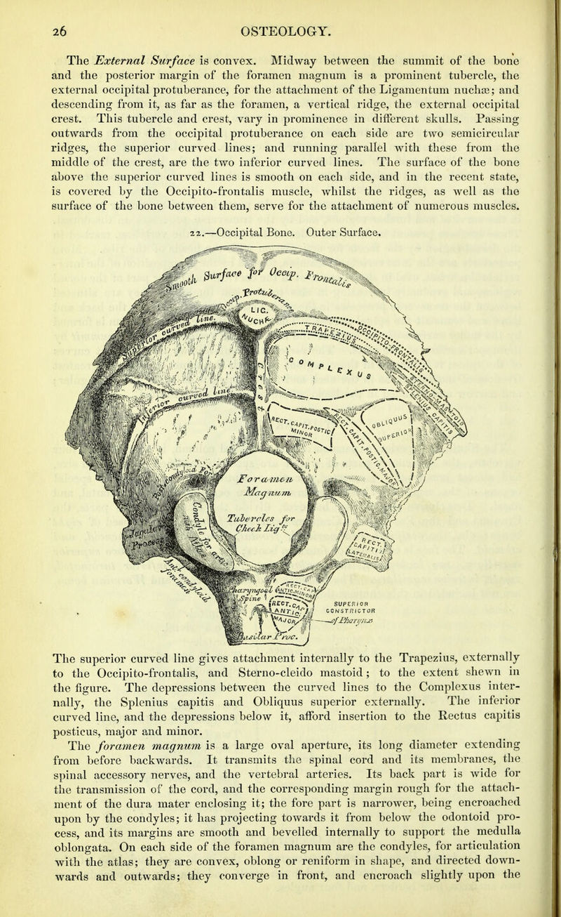 The External Surface is convex. Midway between the summit of the bone and the posterior margin of the foramen magnum is a prominent tubercle, the external occipital protuberance, for the attachment of the Ligamentum nuchas; and descending from it, as far as the foramen, a vertical ridge, the external occipital crest. This tubercle and crest, vary in prominence in different skulls. Passing outwards from the occipital protuberance on each side are two semicircular ridges, the superior curved lines; and running parallel with these from the middle of the crest, are the two inferior curved lines. The surface of the bone above the superior curved lines is smooth on each side, and in the recent state, is covered by the Occipito-frontalis muscle, whilst the ridges, as well as the surface of the bone between them, serve for the attachment of numerous muscles. 22.—Occipital Bone. Outer Surface. The superior curved line gives attachment internally to the Trapezius, externally to the Occipito-frontalis, and Sterno-cleido mastoid; to the extent shewn in the figure. The depressions between the curved lines to the Complexus inter- nally, the Splenius capitis and Obliquus superior externally. The inferior curved line, and the depressions below it, afford insertion to the Rectus capitis posticus, major and minor. The foramen magnum is a large oval aperture, its long diameter extending from before backwards. It transmits the spinal cord and its membranes, the spinal accessory nerves, and the vertebral arteries. Its back part is wide for the transmission of the cord, and the corresponding margin rough for the attach- ment of the dura mater enclosing it; the fore part is narrower, being encroached upon by the condyles; it has projecting towards it from below the odontoid pro- cess, and its margins are smooth and bevelled internally to support the medulla oblongata. On each side of the foramen magnum are the condyles, for articulation with the atlas; they are convex, oblong or reniform in shape, and directed down- wards and outwards; they converge in front, and encroach slightly upon the