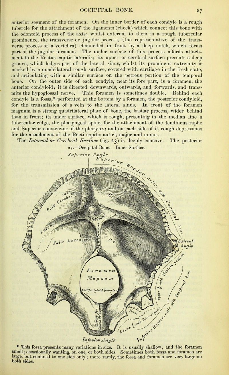 anterior segment of the foramen. On the inner border of each condyle is a rough tubercle for the attachment of the ligaments (check) which connect this bone with the odontoid process of the axis; whilst external to them is a rough tubercular prominence, the transverse or jugular process, (the representative of the trans- verse process of a vertebra) channelled in front by a deep notch, which forms part of the jugular foramen. The under surface of this process affords attach- ment to the Rectus capitis lateralis; its upper or cerebral surface presents a deep groove, which lodges part of the lateral sinus, whilst its prominent extremity is marked by a quadrilateral rough surface, covered with cartilage in the fresh state, and articulating with a similar surface on the petrous portion of the temporal bone. On the outer side of each condyle, near its fore part, is a foramen, the anterior condyloid; it is directed downwards, outwards, and forwards, and trans- mits the hypoglossal nerve. This foramen is sometimes double. Behind each condyle is a fossa,* perforated at the bottom by a foramen, the posterior condyloid, for the transmission of a vein to the lateral sinus. In front of the foramen magnum is a strong quadrilateral plate of bone, the basilar process, wider behind than in front; its under surface, which is rough, presenting in the median line a tubercular ridge, the pharyngeal spine, for the attachment of the tendinous raphe and Superior constrictor of the pharynx; and on each side of it, rough depressions for the attachment of the Recti capitis antici, major and minor. The Internal or Cerebral Surface (fig. 23) is deeply concave. The posterior 23.—Occipital Bone. Inner Surface. * This fossa presents many variations in size. It is usually shallow; and the foramen small; occasionally wanting, on one, or both sides. Sometimes both fossa and foramen are large, but confined to one side only; more rarely, the fossa and foramen are very large on both sides.