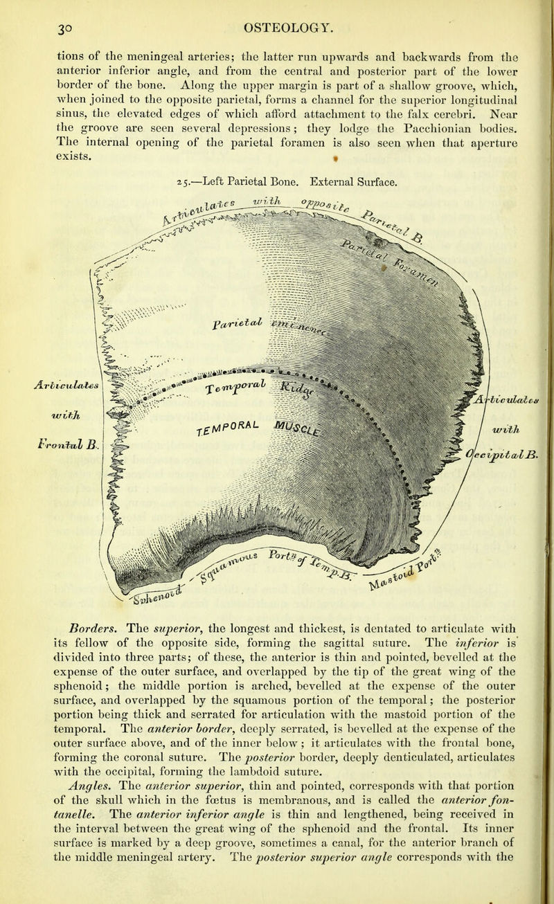 tions of the meningeal arteries; the latter run upwards and backwards from the anterior inferior angle, and from the central and posterior part of the lower border of the bone. Along the upper margin is part of a shallow groove, which, when joined to the opposite parietal, forms a channel for the superior longitudinal sinus, the elevated edges of which afford attachment to the falx cerebri. Near the groove are seen several depressions; they lodge the Pacchionian bodies. The internal opening of the parietal foramen is also seen when that aperture exists. f 25.—Left Parietal Bone. External Surface. Borders. The superior, the longest and thickest, is dentated to articulate with its fellow of the opposite side, forming the sagittal suture. The inferior is divided into three parts; of these, the anterior is thin and pointed, bevelled at the expense of the outer surface, and overlapped by the tip of the great wing of the sphenoid; the middle portion is arched, bevelled at the expense of the outer surface, and overlapped by the squamous portion of the temporal; the posterior portion being thick and serrated for articulation with the mastoid portion of the temporal. The anterior border, deeply serrated, is bevelled at the expense of the outer surface above, and of the inner below; it articulates with the frontal bone, forming the coronal suture. The posterior border, deeply denticulated, articulates with the occipital, forming the lambdoid suture. Angles. The anterior superior, thin and pointed, corresponds with that portion of the skull which in the foetus is membranous, and is called the anterior fon- tanelle. The anterior inferior angle is thin and lengthened, being received in the interval between the great wing of the sphenoid and the frontal. Its inner surface is marked by a deep groove, sometimes a canal, for the anterior branch of the middle meningeal artery. The posterior superior angle corresponds with the