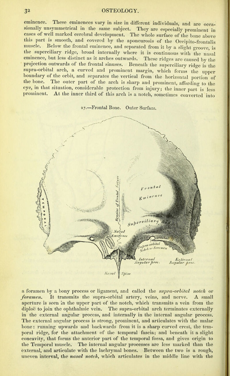 eminence. These eminences vary in size in different individuals, and are occa- sionally unsymmetrical in the same subject. They are especially prominent in cases of well marked cerebral development. The whole surface of the bone above this part is smooth, and covered by the aponeurosis of the Occipito-frontalis muscle. Below the frontal eminence, and separated from it by a slight groove, is the superciliary ridge, broad internally where it is continuous with the nasal eminence, but less distinct as it arches outwards. These ridges are caused by the projection outwards of the frontal sinuses. Beneath the superciliary ridge is the supra-orbital arch, a curved and prominent margin, which forms the upper boundary of the orbit, and separates the vertical from the horizontal portion of the bone. The outer part of the arch is sharp and prominent, affording to the eye, in that situation, considerable protection from injury; the inner part is less prominent. At the inner third of this arch is a notch, sometimes converted into 27.—Frontal Bone. Outer Surface. a foramen by a bony process or ligament, and called the supra-orhital 7iotcli or foramen. It transmits the supra-orbital artery, veins, and nerve. A small aperture is seen in the upper part of the notch, which transmits a vein from the diploe to join the ophthalmic vein. The supra-orbital arch terminates externally in the external angular process, and internally in the internal angular process. The external angular process is strong, prominent, and articulates with the malar bone: running upwards and backwards from it is a sharp curved crest, the tem- poral ridge, foi* the attachment of the temporal fascia; and beneath it a slight concavity, that forms the anterior part of the temporal fossa, and gives origin to the Temporal muscle. The internal angular processes are less marked than the external, and articulate with the lachrymal bones. Between the two is a rough, uneven interval, the nasal notch, which articulates in the middle line with the
