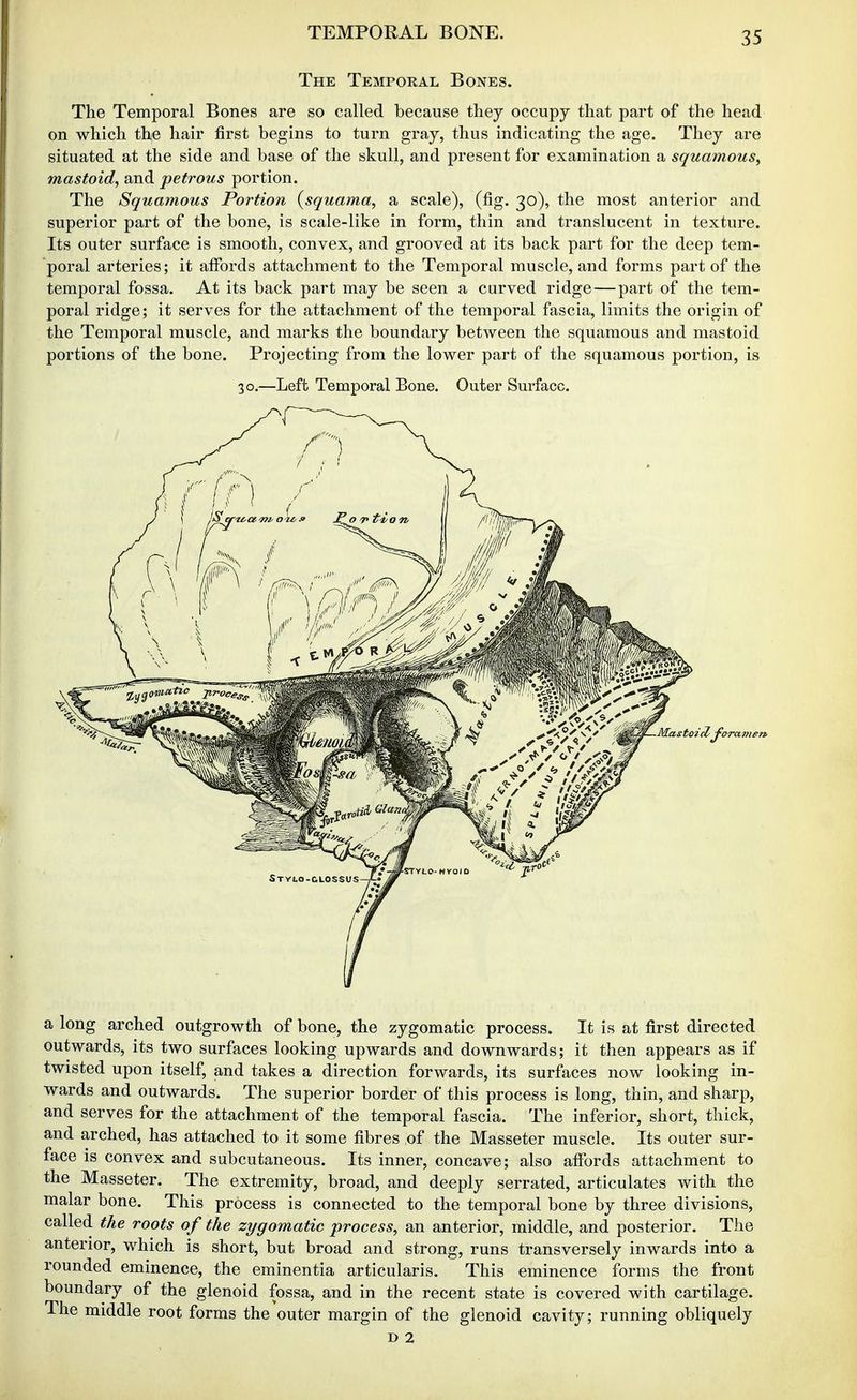 The Temporal Bones. The Temporal Bones are so called because they occupy that part of the head on which the hair first begins to turn gray, thus indicating the age. They are situated at the side and base of the skull, and present for examination a squamous^ mastoid, and petrous portion. The Squamous Portion {squama, a scale), (fig. 30), the most anterior and superior part of the bone, is scale-like in form, thin and translucent in texture. Its outer surface is smooth, convex, and grooved at its back part for the deep tem- poral arteries; it afibrds attachment to the Temporal muscle, and forms part of the temporal fossa. At its back part may be seen a curved ridge—part of the tem- poral ridge; it serves for the attachment of the temporal fascia, limits the origin of the Temporal muscle, and marks the boundary between the squamous and mastoid portions of the bone. Projecting from the lower part of the squamous portion, is 30.—Left Temporal Bone. Outer Surface. a long arched outgrowth of bone, the zygomatic process. It is at first directed outwards, its two surfaces looking upwards and downwards; it then appears as if twisted upon itself, and takes a direction forwards, its surfaces now looking in- wards and outwards. The superior border of this process is long, thin, and sharp, and serves for the attachment of the temporal fascia. The inferior, short, thick, and arched, has attached to it some fibres of the Masseter muscle. Its outer sur- face is convex and subcutaneous. Its inner, concave; also affords attachment to the Masseter. The extremity, broad, and deeply serrated, articulates with the malar bone. This process is connected to the temporal bone by three divisions, called the roots of the zygomatic process, an anterior, middle, and posterior. The anterior, which is short, but broad and strong, runs transversely inwards into a rounded eminence, the eminentia articularis. This eminence forms the front boundary of the glenoid fossa, and in the recent state is covered with cartilage. The middle root forms the outer margin of the glenoid cavity; running obliquely D 2