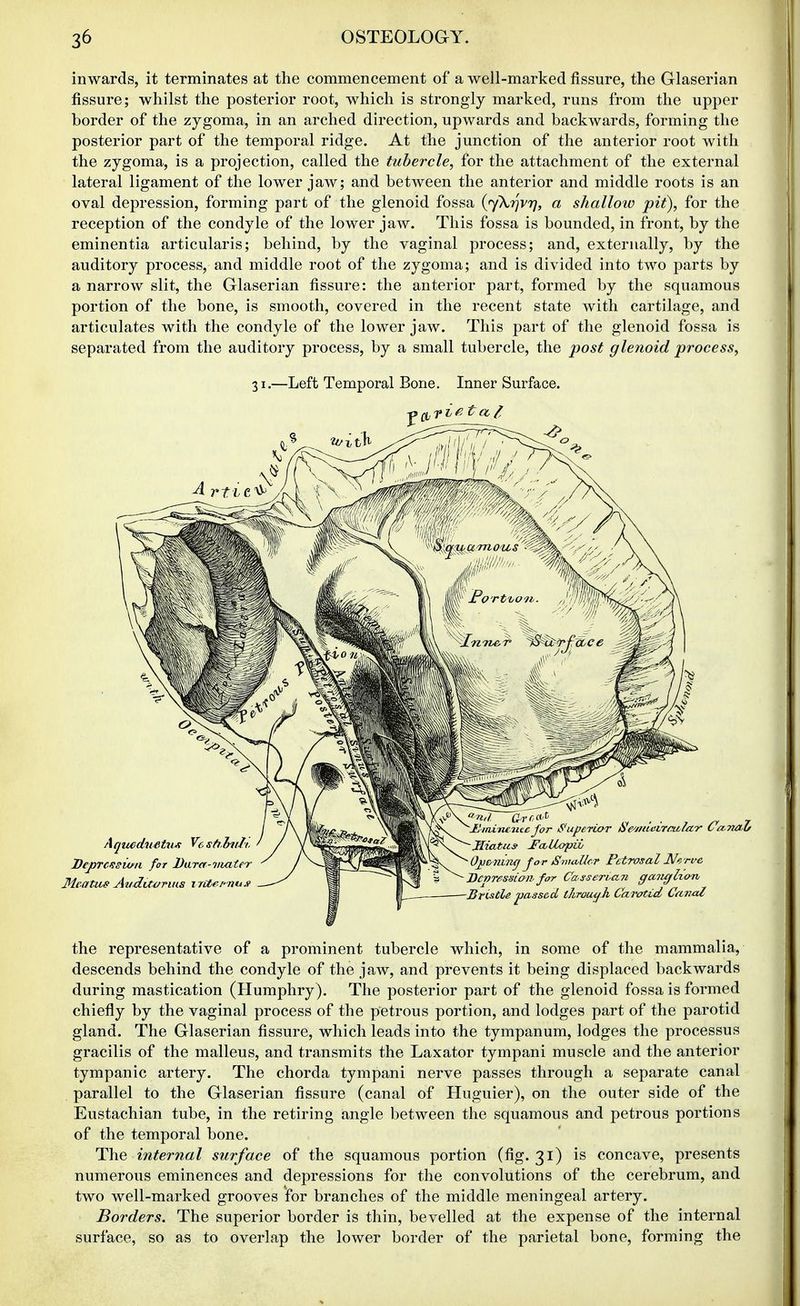 inwards, it terminates at the commencement of a well-marked fissure, the Glaserian fissure; whilst the posterior root, which is strongly marked, runs from the upper border of the zygoma, in an arched direction, upwards and backwards, forming the posterior part of the temporal ridge. At the junction of the anterior root with the zygoma, is a projection, called the tubercle, for the attachment of the external lateral ligament of the lower jaw; and between the anterior and middle roots is an oval depression, forming part of the glenoid fossa {<y\ijv7), a shalloio pit), for the reception of the condyle of the lower jaw. This fossa is bounded, in front, by the eminentia articularis; behind, by the vaginal process; and, externally, by the auditory process, and middle root of the zygoma; and is divided into two parts by a narrow slit, the Glaserian fissure: the anterior part, formed by the squamous portion of the bone, is smooth, covered in the recent state with cartilage, and articulates with the condyle of the lower jaw. This part of the glenoid fossa is separated from the auditory process, by a small tubercle, the j)ost glenoid process, 31.—Left Temporal Bone, Inner Surface. Aqtiednetvjf Vcsft.lnih, ' Deprcisiwii for Dara-mater MeaTus Auduonus i ritei'-nus \EiiLiiuiitc Jor iS'upertoT oewieLrrulccr Ca-naU Hiatus JFchllopii 02}i>niruj fo riSnntUcr Petrosal Nerv^e JJcnrfisSLOii for Casservayi ganglion Bristle passed tkrouifJi Carotid Cajial the representative of a prominent tubercle which, in some of the mammalia, descends behind the condyle of the jaw, and prevents it being displaced backwards during mastication (Humphry). The posterior part of the glenoid fossa is formed chiefly by the vaginal process of the petrous portion, and lodges part of the parotid gland. The Glaserian fissure, which leads into the tympanum, lodges the processus gracilis of the malleus, and transmits the Laxator tympani muscle and the anterior tympanic artery. The chorda tympani nerve passes through a separate canal parallel to the Glaserian fissure (canal of Huguier), on the outer side of the Eustachian tube, in the retiring angle between the squamous and petrous portions of the temporal bone. The internal surface of the squamous portion (fig. 31) is concave, presents numerous eminences and depressions for the convolutions of the cerebrum, and two well-marked grooves for branches of the middle meningeal artery. Borders. The superior border is thin, bevelled at the expense of the internal surface, so as to overlap the lower border of the parietal bone, forming the