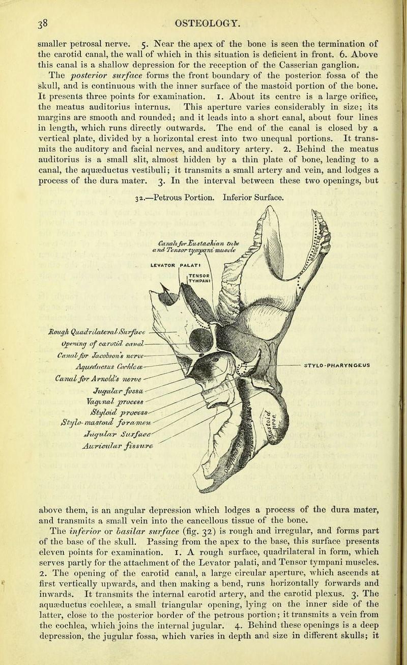 smaller petrosal nerve. 5. Near the apex of the bone is seen the termination of the carotid canal, the wall of which in this situation is deficient in front. 6. Above this canal is a shallow depression for the reception of the Casserian ganglion. The posterior surface forms the front boundary of the posterior fossa of the skull, and is continuous with the inner surface of the mastoid portion of the bone. It presents three points for examination. I. About its centre is a large orifice, the meatus auditorius internus. This aperture varies considerably in size; its margins are smooth and rounded; and it leads into a short canal, about four lines in length, which runs directly outwards. The end of the canal is closed by a vertical plate, divided by a horizontal crest into two unequal portions. It trans- mits the auditory and facial nerves, and auditory artery. 2. Behind the meatus auditorius is a small slit, almost hidden by a thin plate of bone, leading to a canal, the aquseductus vestibuli; it transmits a small artery and vein, and lodges a process of the dura mater. 3. In the interval between these two openings, but 32.—Petrous Portion. Inferior Surface. CanahforHu,s1aah,ian t/ihe a nd Te jisor ty rnj/a riCmu^c'le Rough QtitbdrolatcvalSii7fa4;c Ope.nuvcj of ea rotid camd Canal/fixr Jacohwns nerve- Aqufdiwrus Cor/ilecR Ccuruil foo' AvTwld's 7i6Ti/e JucfuJxiT fossa Tagmal, jrrocess jStyJmd process ^tylo-mastoid foramen Aiirieidar fissure STYLO-PHaRYNGEUS above them, is an angular depression which lodges a process of the dura mater, and transmits a small vein into the cancellous tissue of the bone. The inferior or basilar surface (fig. 32) is rough and irregular, and forms part of the base of the skull. Passing from the apex to the base, this surface presents eleven points for examination. I. A rough surface, quadrilateral in form, which serves partly for the attachment of the Levator palati, and Tensor tympani muscles. 2. The opening of the carotid canal, a large circular aperture, which ascends at first vertically upwards, and then making a bend, runs horizontally forwards and inwards. It transmits the internal carotid artery, and the carotid plexus. 3. The aquaeductus cochlese, a small triangular opening, lying on the inner side of the latter, close to the posterior border of the petrous portion; it transmits a vein from the cochlea, which joins the internal jugular. 4. Behind these openings is a deep depression, the jugular fossa, which varies in depth and size in ditferent skulls; it