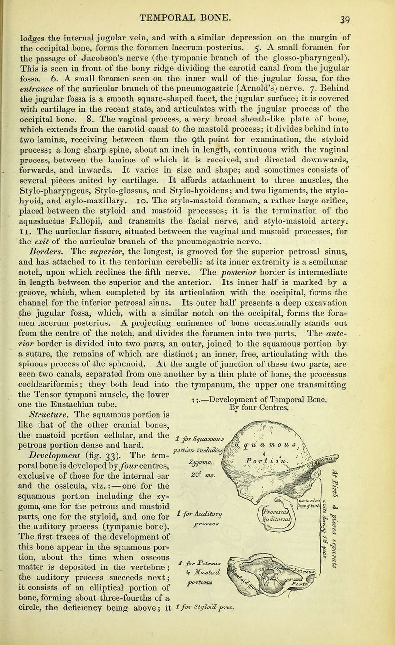 lodges the internal jugular vein, and with a similar depression on the margin of the occipital bone, forms the foramen lacerum posterius. 5. A small foramen for the passage of Jacobson's nerve (the tympanic branch of the glosso-pharjngeal). This is seen in front of the bony ridge dividing the carotid canal from the jugular fossa. 6. A small foramen seen on the inner wall of the jugular fossa, for the- entrance of the auricular branch of the pneumogastric (Arnold's) nerve. 7. Behind the jugular fossa is a smooth square-shaped facet, the jugular surface; it is covered with cartilage in the recent state, and articulates with the jugular process of the occipital bone. 8. The vaginal process, a very broad sheath-like plate of bone, which extends from the carotid canal to the mastoid process; it divides behind into two laminag, receiving between them the 9th point for examination, the styloid process; a long sharp spine, about an inch in length, continuous with the vaginal process, between the laminae of which it is received, and directed downwards, forwards, and inwards. It varies in size and shape; and sometimes consists of several pieces united by cartilage. It affords attachment to three muscles, the Stylo-pharyngeus, Stylo-glossus, and Stylo-hyoideus; and two ligaments, the stylo- hyoid, and stylo-maxillary. 10. The stylo-mastoid foramen, a rather large orifice, placed between the styloid and mastoid processes; it is the termination of the aquseductus Fallopii, and transmits the facial nerve, and stylo-mastoid artery. II. The auricular fissure, situated between the vaginal and mastoid processes, for the exit of the auricular branch of the pneumogastric nerve. Borders. The superior, the longest, is grooved for the superior petrosal sinus, and has attached to it the tentorium cerebelli: at its inner extremity is a semilunar notch, upon which reclines the fifth nerve. The posterior border is intermediate in length between the superior and the anterior. Its inner half is marked by a groove, which, when completed by its articulation with the occipital, forms the channel for the inferior petrosal sinus. Its outer half presents a deep excavation the jugular fossa, which, with a similar notch on the occipital, forms the fora- men lacerum posterius. A projecting eminence of bone occasionally stands out from the centre of the notch, and divides the foramen into two parts. The ante- rior border is divided into two parts, an outer, joined to the squamous portion by a suture, the remains of which are distinct; an inner, free, articulating with the spinous process of the sphenoid. At the angle of junction of these two parts, are seen two canals, separated from one another by a thin plate of bone, the processus cochleariformis; they both lead into the tympanum, the upper one transmitting 33.- the Tensor tympani muscle, the lower one the Eustachian tube. Structure. The squamous portion is like that of the other cranial bones, the mastoid portion cellular, and the petrous portion dense and hard. Development (fig. 33). The tem- poral bone is developed by ybwr centres, exclusive of those for the internal ear and the ossicula, viz.: — one for the squamous portion including the zy- goma, one for the petrous and mastoid parts, one for the styloid, and one for the auditory process (tympanic bone). The first traces of the development of this bone appear in the squamous por- tion, about the time when osseous matter is deposited in the vertebrae; the auditory process succeeds next; it consists of an elliptical portion of bone, forming about three-fourths of a circle, the deficiency being above; it 1 fo'^-styioi'd pvuc. Development of Temporal Bone. By four Centres. 1 for SijMtvwu, / for Audiivn jjTi>eess foT PetToits 2f Jfcustoid