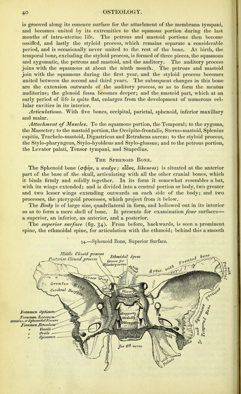 is grooved along its concave surface for the attachment of the membrana tympani, and becomes united by its extremities to the sqamous portion during the last months of intra-uterine life. The petrous and mastoid portions then become ossified, and lastly the styloid process, which remains separate a considerable period, and is occasionally never united to the rest of the bone. At birth, the temporal bone, excluding the styloid process, is formed of three pieces, the squamous and zygomatic, the petrous and mastoid, and the auditory. The auditory process joins with the squamous at about the ninth month. The petrous and mastoid join with the squamous during the first year, and the styloid process becomes united between the second and third years. The subsequent changes in this bone are the extension outwards of the auditory process, so as to form the meatus auditorius; the glenoid fossa becomes deeper; and the mastoid part, which at an early period of life is quite flat, enlarges from the development of numerous cel- lular cavities in its interior. Articulations. With five bones, occipital, parietal, sphenoid, inferior maxillary and malar. Attachment of Muscles. To the squamous portion, the Temporal; to the zygoma, the Masseter; to the mastoid portion, the Occipito-frontalis, Sterno-mastoid, Splenius capitis, Trachelo-mastoid, Digastricus and Retrahens aurem; to the styloid process, the Stylo-pharyngeus, Stylo-hyoideus and Stylo-glossus; and to the petrous portion, the Levator palati. Tensor tympani, and Stapedius. The Sphenoid Bone. The Sphenoid bone {(T(pr]v, a wedge; eiBo<;^ likeness) is situated at the anterior part of the base of the skull, articulating with all the other cranial bones, which it binds firmly and solidly together. In its form it somewhat resembles a bat, with its wings extended; and is divided into a central portion or body, two greater and two lesser wings extending outwards on each side of the body; and two processes, the pterygoid processes, which project from it below. The Body is of large size, quadrilateral in form, and hollowed out in its interior so as to form a mere shell of bone. It presents for examination four surfaces— a superior, an inferior, an anterior, and a posterior. The superior surface (fig. 34). From before, backwards, is seen a prominent spine, the ethmoidal spine, for articulation with the ethmoid; behind this a smooth