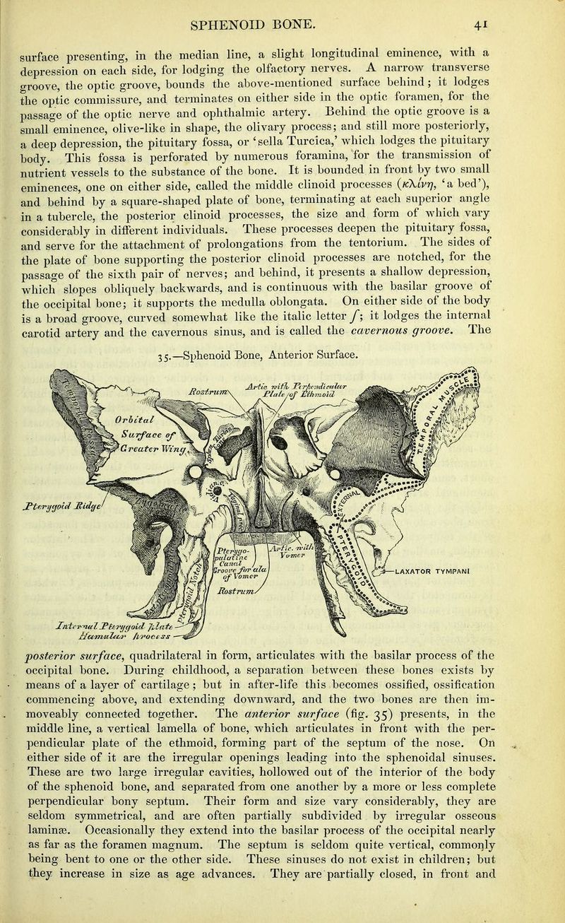 surface presenting, in tlie median line, a slight longitudinal eminence, with a depression on each side, for lodging the olfactory nerves. A narrow transverse groove, the optic groove, bounds the above-mentioned surface behind ; it lodges the optic commissure, and terminates on either side in the optic foramen, for the passage of the optic nerve and ophthalmic artery. Behind the optic groove is a smaireminence, olive-like in shape, the olivary process; and still more posteriorly, a deep depression, the pituitary fossa, or 'sella Turcica,' which lodges the pituitary body. This fossa is perforated by numerous foramina, for the transmission of nutrient vessels to the substance of the bone. It is bounded in front by two small eminences, one on either side, called the middle clinoid processes (/cXtV^y, 'a bed'), and behind by a square-shaped plate of bone, terminating at each superior angle in a tubercle, the posterior clinoid processes, the size and form of which vary considerably in different individuals. These processes deepen the pituitary fossa, and serve for the attachment of prolongations from the tentorium. The sides of the plate of bone supporting the posterior clinoid processes are notched, for the passage of the sixth pair of nerves; and behind, it presents a shallow depression, which slopes obliquely backwards, and is continuous with the basilar groove of the occipital bone; it supports the medulla oblongata. On either side of the body is a broad groove, curved somewhat like the italic letter /; it lodges the internal carotid artery and the cavernous sinus, and is called the cavernous groove. The 35._Splienoid Bone, Anterior Surface. posterior surface, quadrilateral in form, articulates with the basilar process of the occipital bone. During childhood, a separation between these bones exists by means of a layer of cartilage; but in after-life this becomes ossified, ossification commencing above, and extending downward, and the two bones are then im- moveably connected together. The anterior surface (fig. 35) presents, in the middle line, a vertical lamella of bone, which articulates in front with the per- pendicular plate of the ethmoid, forming part of the septum of the nose. On either side of it are the irregular openings leading into the sphenoidal sinuses. These are two large irregular cavities, hollowed out of the interior of the body of the sphenoid bone, and separated from one another by a more or less complete perpendicular bony septum. Their form and size vary considerably, they are seldom symmetrical, and are often partially subdivided by irregular osseous laminse. Occasionally they extend into the basilar process of the occipital nearly as far as the foramen magnum. The septum is seldom quite vertical, commonly being bent to one or the other side. These sinuses do not exist in children; but they increase in size as age advances. They are partially closed, in front and