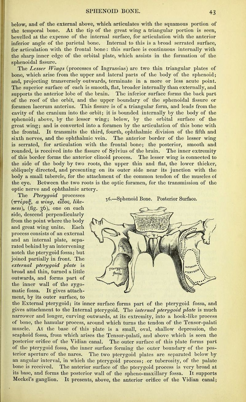below, and of the external above, which articulates with the squamous portion of the temporal bone. At the tip of the great wing a triangular portion is seen, bevelled at the expense of the internal surface, for articulation with the anterior inferior angle of the parietal bone. Internal to this is a broad serrated surface, for articulation with the frontal bone: this surface is continuous internally with i the sharp inner edge of the orbital plate, which assists in the formation of the sphenoidal fissure. The Lesser Wings (processes of Ingrassias) are two thin triangular plates of bone, which arise from the upper and lateral parts of the body of the sphenoid; and, projecting transversely outwards, terminate in a more or less acute point. The superior surface of each is smooth, flat, broader internally than externally, and supports the anterior lobe of the brain. The inferior surface forms the back part of the roof of the orbit, and the upper boundary of the sphenoidal fissure or foramen lacerum anterius. This fissure is of a triangular form, and leads from the cavity of the cranium into the orbit; it is bounded internally by the body of the sphenoid; above, by the lesser wing; below, by the orbital surface of the great wing; and is converted into a foramen by the articulation of this bone with the frontal. It transmits the third, fourth, ophthalmic division of the fifth and sixth nerves, and the ophthalmic vein. The anterior border of the lesser wing is serrated, for articulation with the frontal bone; the posterior, smooth and rounded, is received into the fissure of Sylvius of the brain. The inner extremity of this border forms the anterior clinoid process. The lesser wing is connected to the side of the body by two roots, the upper thin and flat, the lower thicker, obliquely directed, and presenting on its outer side near its junction with the body a small tubercle, for the attachment of the common tendon of the muscles of the eye. Between the two roots is the optic foramen, for the transmission of the optic nerve and ophthalmic artery. The Pterygoid processes (irrepv^, a wing, eZ3o?, like- ness\ (fig. 36), one on each side, descend perpendicularly from the point where the body and great wing unite. Each process consists of an external and an internal plate, sepa- rated behind by an intervening notch the pterygoid fossa; but joined partially in front. The external pterygoid plate is broad and thin, turned a little outwards, and forms part of the inner wall of the zygo- matic fossa. It gives attach- ment, by its outer surface, to the External pterygoid; its inner surface forms part of the pterygoid fossa, and gives attachment to the Internal pterygoid. The internal pterygoid plate is much narrower and longer, curving outwards, at its extremity, into a hook-like process of bone, the hamular process, around which turns the tendon of the Tensor-palati muscle. At the base of this plate is a small, oval, shallow depression, the scaphoid fossa, from which arises the Tensor-palati, and above which is seen the posterior orifice of the Vidian canal. The outer surface of this plate forms part of the pterygoid fossa, the inner surface forming the outer boundary of the pos- terior aperture of the nares. The two pterygoid plates are separated below by an angular interval, in which the pterygoid process; or tuberosity, of the palate bone is received. The anterior surface of the pterygoid process is very broad at its base, and forms the posterior wall of the spheno-maxillary fossa. It supports Meckel's ganglion. It presents, above, the anterior orifice of the Vidian canal;