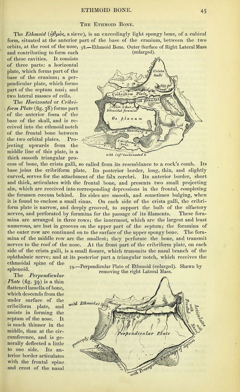 The Ethmoid Bone. The Ethmoid (r)6/j,o<^, a sieve), is an exceedingly light spongy bone, of a cubical form, situated at the anterior part of the base of the cranium, between the two orbits, at the root of the nose, 38.—Ethmoid Bone. Outer Surface of Right Lateral Mass and contributing to form each of these cavities. It consists of three parts: a horizontal plate, which forms part of the base of the cranium; a per- pendicular plate, which forms part of the septum nasi; and two lateral masses of cells. The Horizontal or Cribri- form Plate (fig. 38) forms part of the anterior fossa of the base of the skull, and is re- ceived into the ethmoid notch of the frontal bone between the two orbital plates. Pro- jecting upwards from the middle line of this plate, is a thick smooth triangular pro- cess of bone, the crista galli, so called from its resemblance to a cock's comb. Its base joins the cribriform plate. Its posterior border, long, thin, and slightly curved, serves for the attachment of the falx cerebri. Its anterior border, short and thick, articulates with the frontal bone, and presents two small projecting alee, which are received into corresponding depressions in the frontal, completing the foramen coecum behind. Its sides are smooth, and sometimes bulging, when it is found to enclose a small sinus. On each side of the crista galli, the cribri- form plate is narrow, and deeply grooved, to support the bulb of the olfactory nerves, and perforated by foramina for the passage of its filaments. These fora- mina are arranged in three rows; the innermost, which are the largest and least numerous, are lost in grooves on the upper part of the septum; the foramina of the outer row are continued on to the surface of the upper spongy bone. The fora- mina of the middle row are the smallest; they perforate the bone, and transmit nerves to the roof of the nose. At the front part of the cribriform plate, on each side of the crista galli, is a small fissure, which transmits the nasal branch of the ophthalmic nerve; and at its posterior part a triangular notch, which receives the ethmoidal spine of the sphenoid. The Perpendicular Plate (fig. 39) is a thin flattened lamella of bone, which descends from the under surface of the cribriform plate, and assists in forming the septum of the nose. It is much thinner in the middle, than at the cir- cumference, and is ge- nerally deflected a little to one side. Its an- terior border articulates with the frontal spine and crest of the nasal (enlarged). tcii/i I nfjiwrbi nated b. 39,—Perpendicular Plate of Ethmoid (enlarged). Shewn by removing the right Lateral Mass.